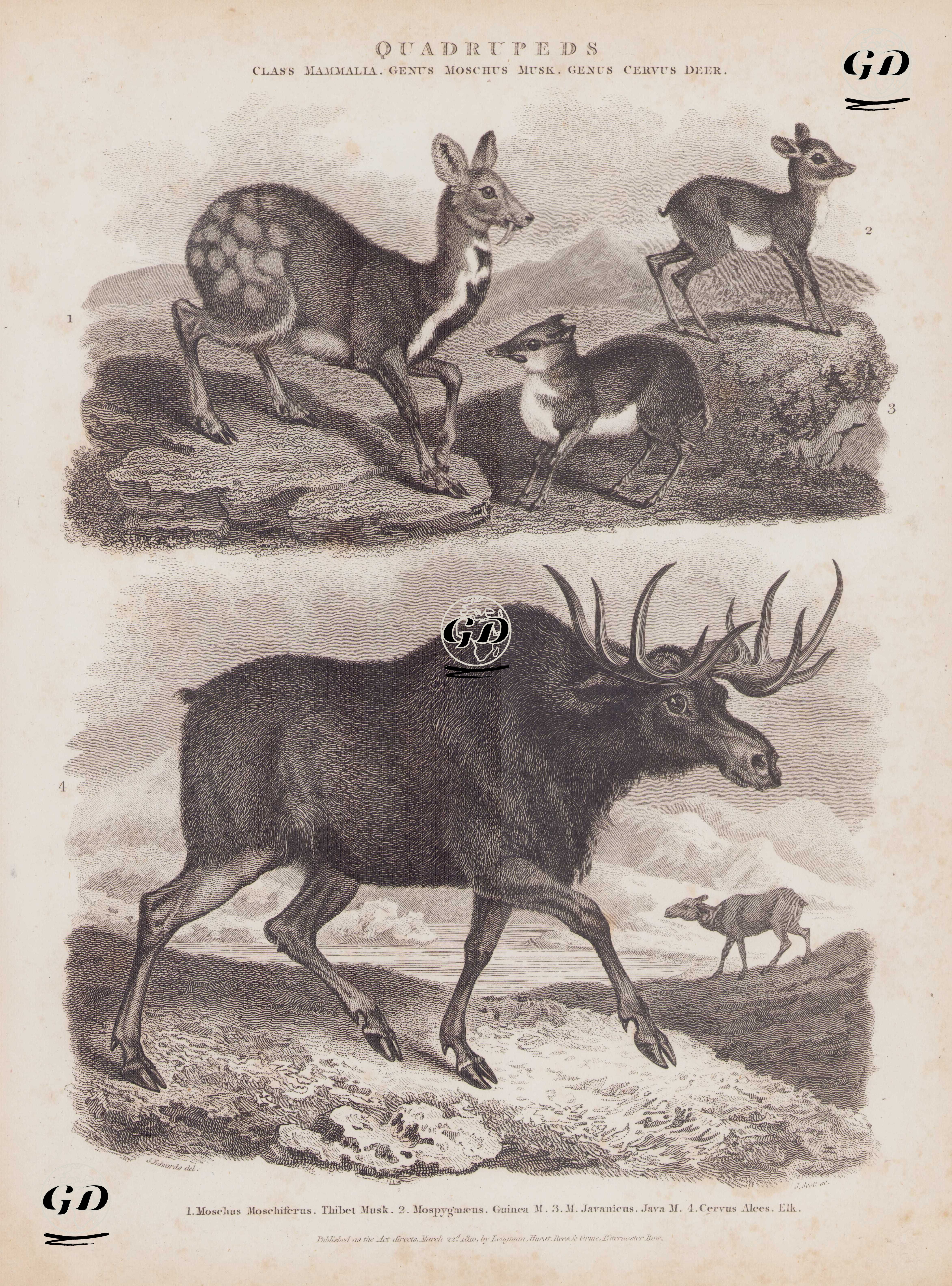Quadrupeds, Class Mammalia, Genus Moschus Musk, Genus Cervus Deer 1. Moschus Moschiferas, Thibet Musk (Siberian Musk-deer) 2. Mospygmaeus, Guinea Musk 3. M. Javanicus, Java Moschus (Javan Chevrotain, Tragulus Javanicus) 4. Cervus Alces, Elk (Moose, Alces alces) - Sydenham Edwards (1768-1819) - 1810
