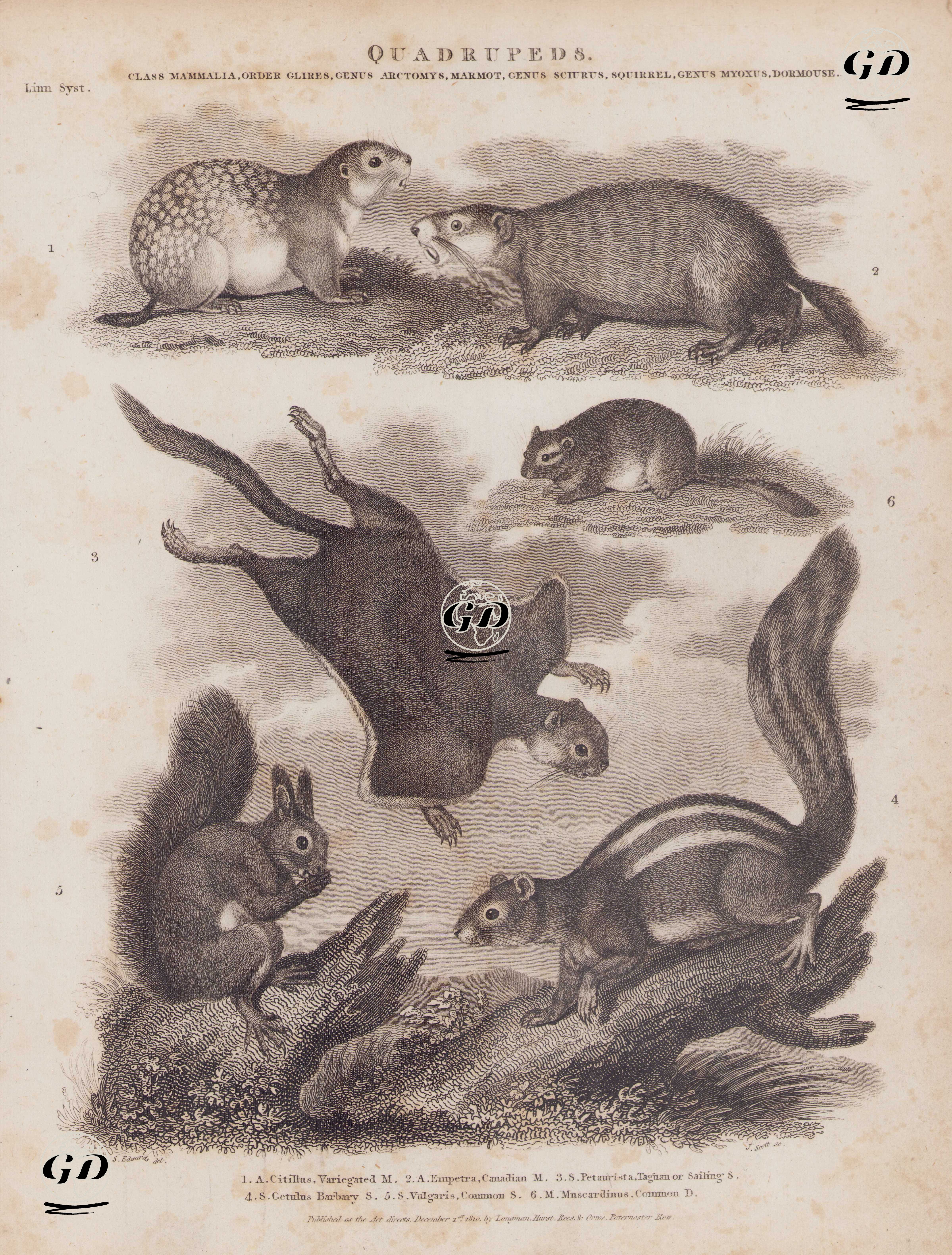 Dört Ayaklılar, Memeliler Sınıfı, Glires Takımı, Arctomys Cinsi (Marmot), Sciurus Cinsi (Sinap), Myoxus Cinsi (Fındık Faresi)- 1.Benekli Yer Sincabı (Benekli Gelengi, Spermophilus Suslicus) 2.Dağ Sıçanı (Marmota Monax) 3.Uçan Sincap (Glaucomys Volans) 4.Berberi Yer Sincabı (Atlantoxerus Getulus) 5.Sincap 6.Fındık Faresi (Muscardinus Avellanarius)
 - Sydenham Edwards (1768-1819) - 1810