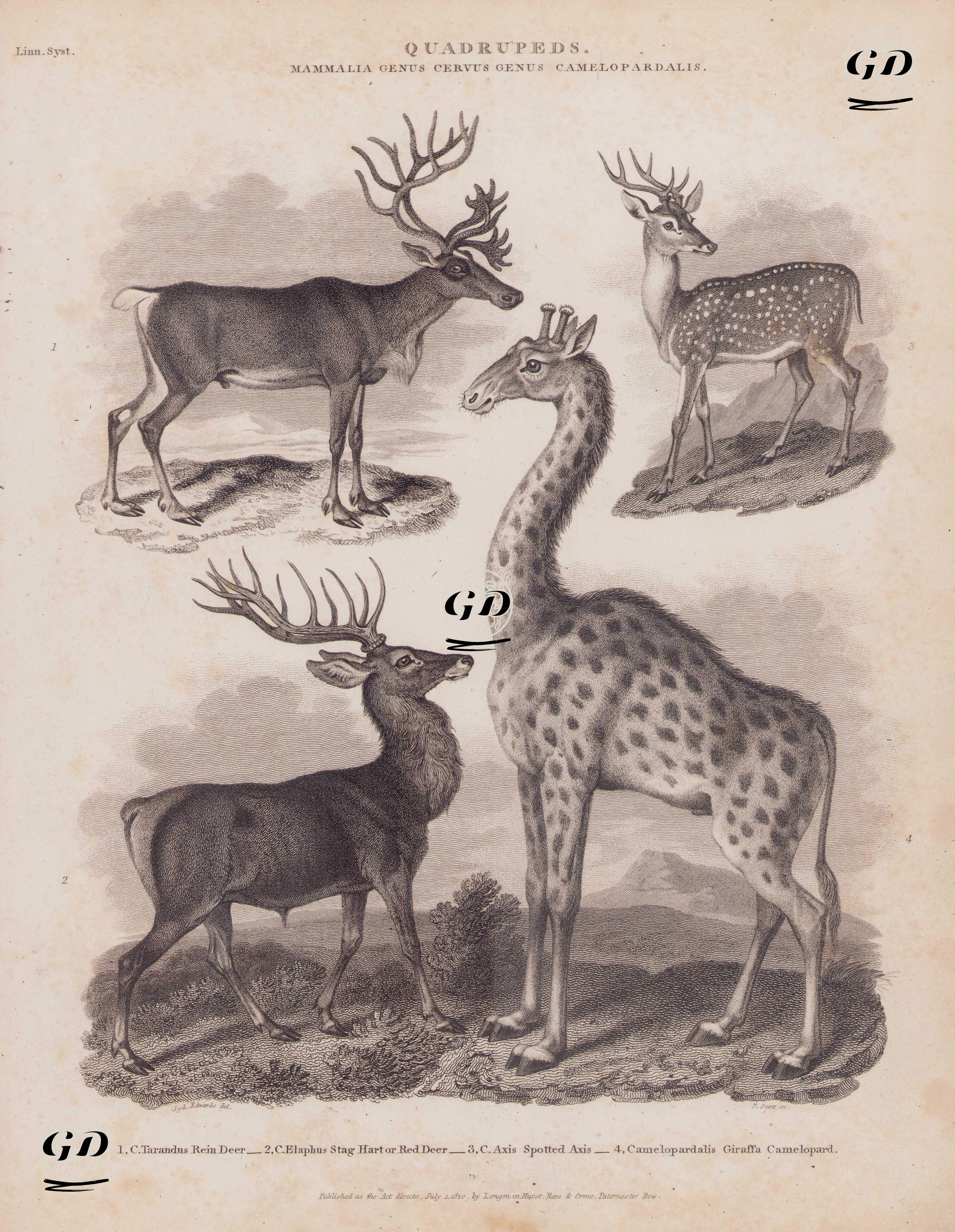 Dört Ayaklılar, Memeliler Sınıfı, Cervus (Geyik) Sınıfı, Camelopardalis (Zürafagiller)- 1.Ren Geyiği (Rangifer Tarandus) 2.Kızıl Geyik (Cervus Elaphus) 3.Benekli Geyik (Axis Axis) 4.Zürafa (Giraffa giraffa) - Sydenham Edwards (1768-1819) - 1810