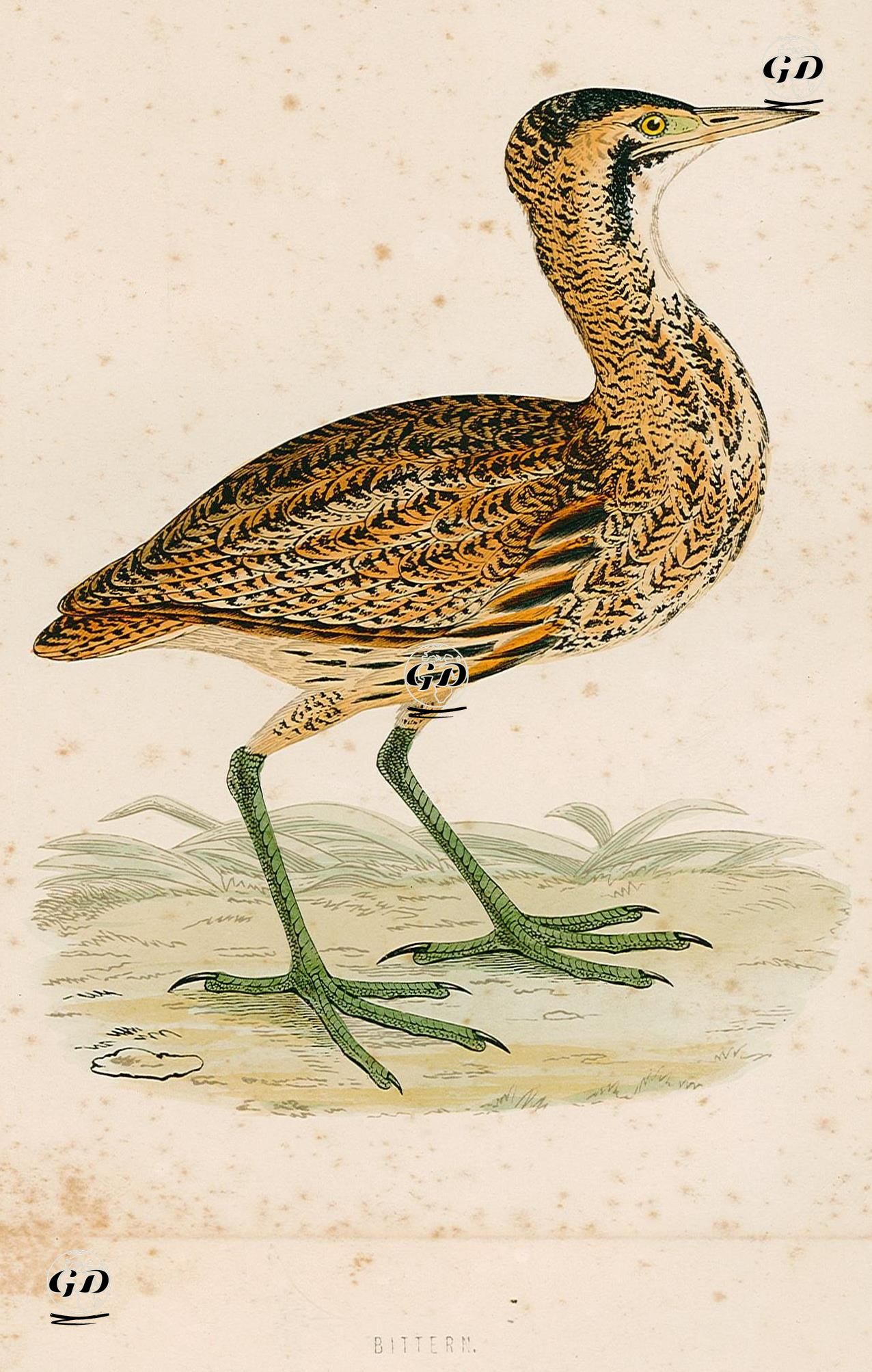 Bittern -  - 1870's