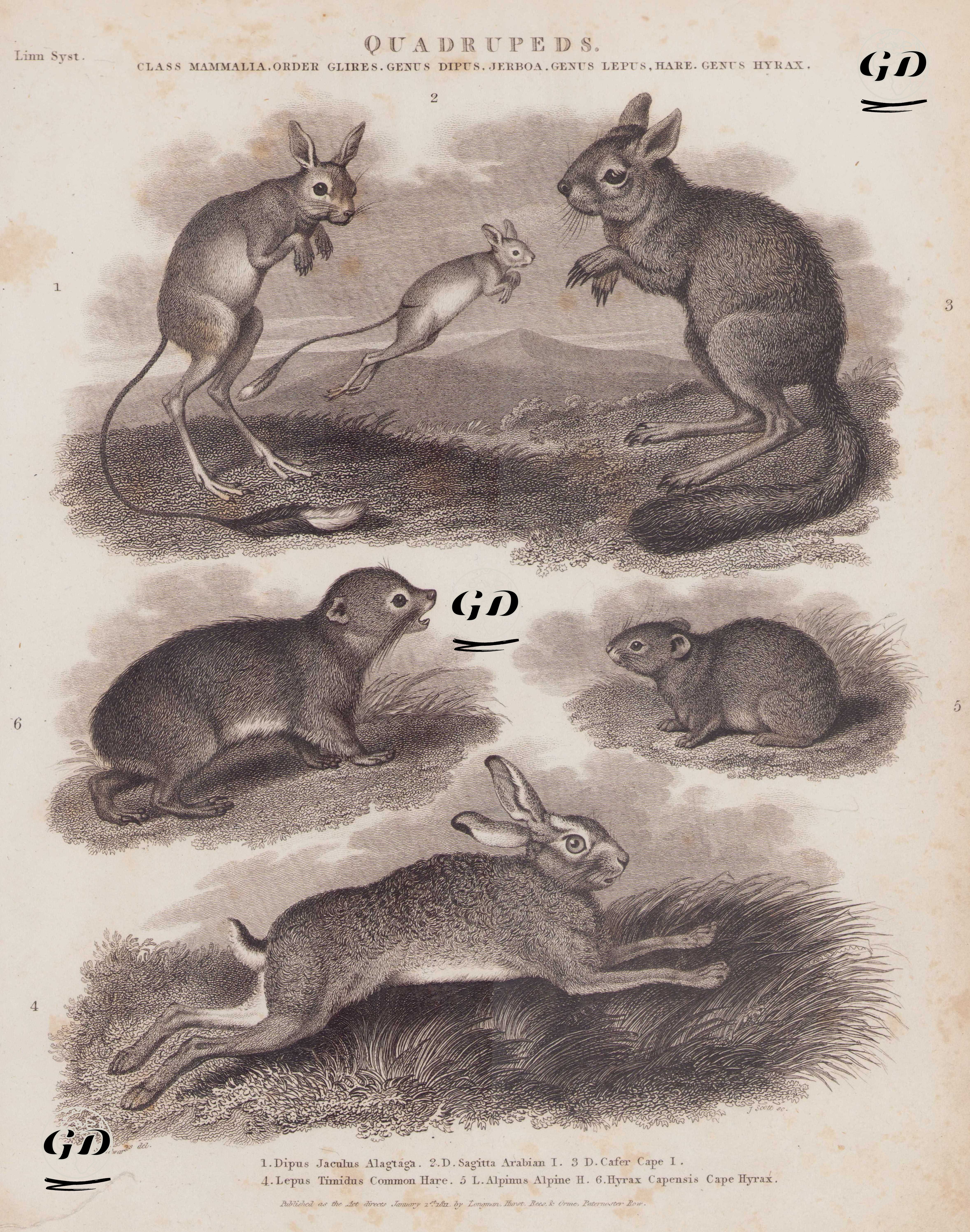 Quadrupeds, Class Mammalia, Order Glires, Genus Dipus (Jerboa), Genus Lepus (Hare), Genus Hyrax 1. Dipus Jaculus, Alagtaga (Lesser Egyptian Jerboa, Jaculus jaculus) 2. D. Sagitta, Arabian Jerboa (Northern Three-toed Jerboa) 3. D. Cafer, Cape Jerboa (Southern African Springhare, Pedetes Capensis) 4. Lepus Timidus, Common Hare (Mountain Hare) 5. L. Alpinus, Alpine Hare (Alpine Pika, Ochotona Alpina) 6. Hyrax Capensis, Cape Hyrax (Rock Hyrax, Procavia Capensis) - Sydenham Edwards (1768-1819) - 1811