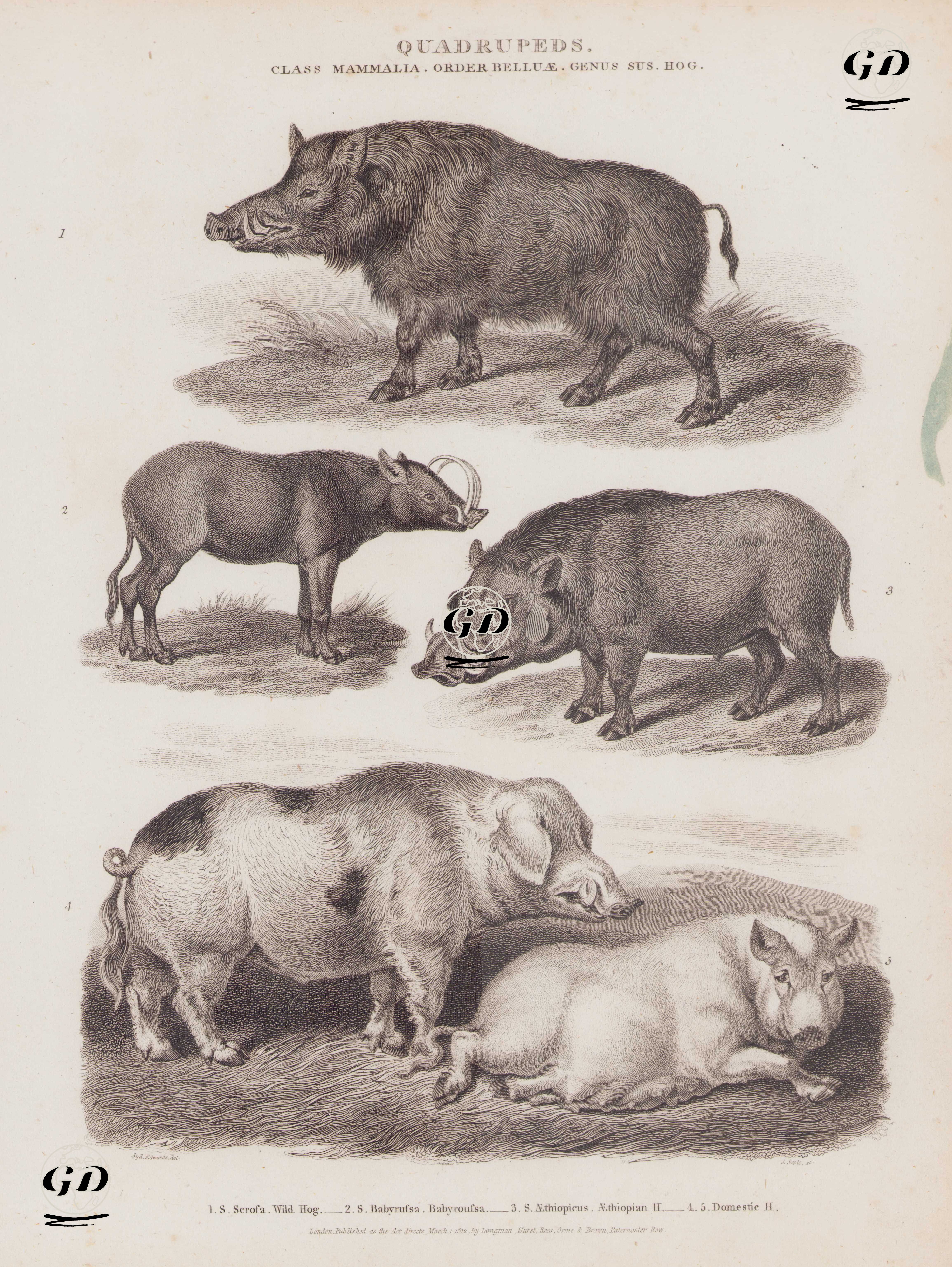 Quadrupeds, Class Mammalia, Order Bellua, Genus Sus (Hog) 1. S. Scrofa, Wild Hog (Eurasian Wild Pig, Sus Scrofa) 2. S. Babyrussa, Babyroussa (Moluccan Babirusa, Babyrousa Babyrussa 3. S. Aethiopicus, Aethiopian Hog (Desert Warthog, Phacochoerus Aethiopicus) 4. 5. Domestic Hog - Sydenham Edwards (1768-1819) - 1812