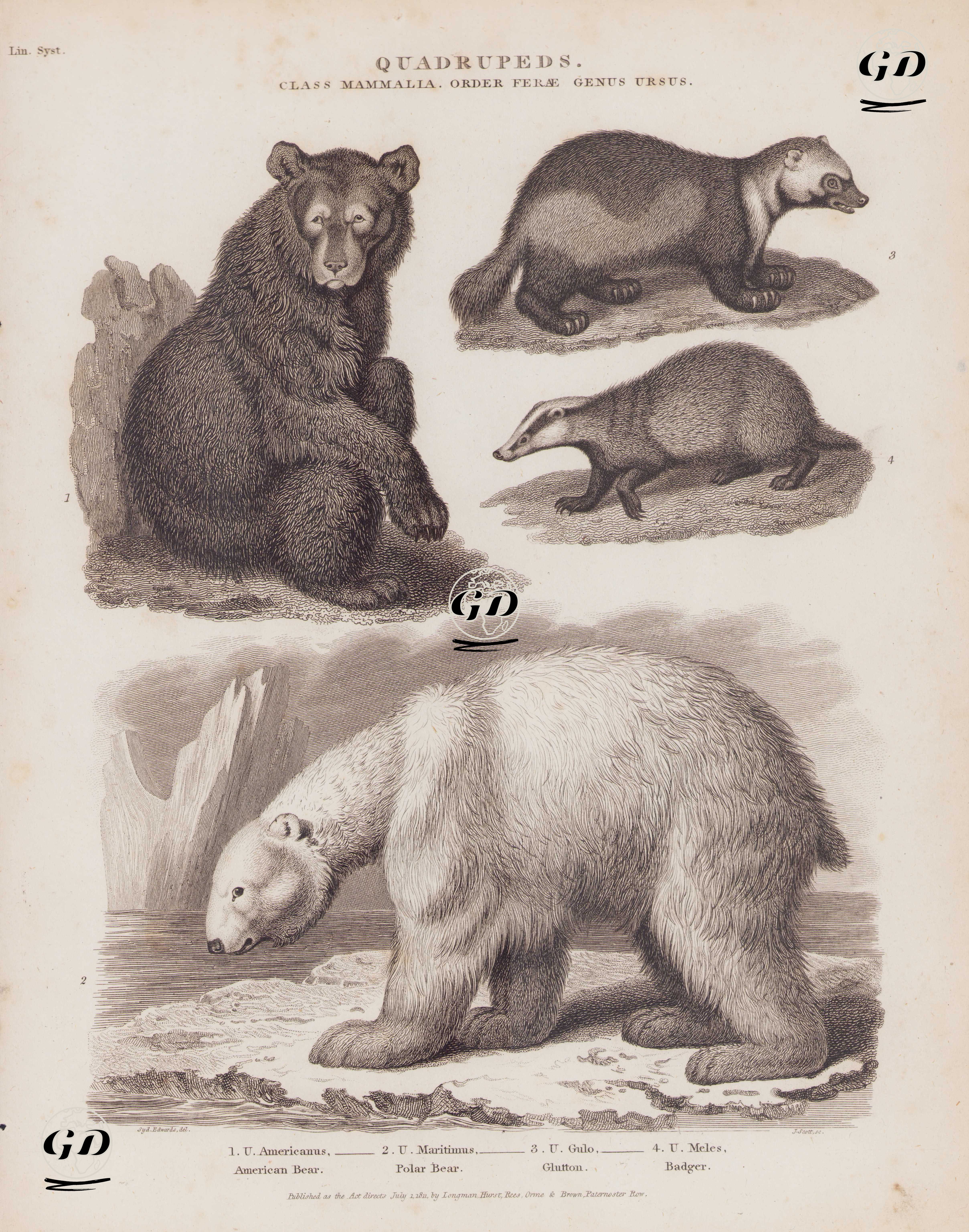 Dört Ayaklılar, Memeliler Sınıfı, Ferae Takımı, Ursus (Ayı) Cinsi- 1.Amerikan Kara Ayısı (Ursus Americanus) 2.Kutup Ayısı (Ursus Maritimus) 3.Kutup Porsuğu (Ayı Porsuğu, Volverin, Gulo Gulo) 4.Avrupa Porsuğu (Meles Meles)
 - Sydenham Edwards (1768-1819) - 1811