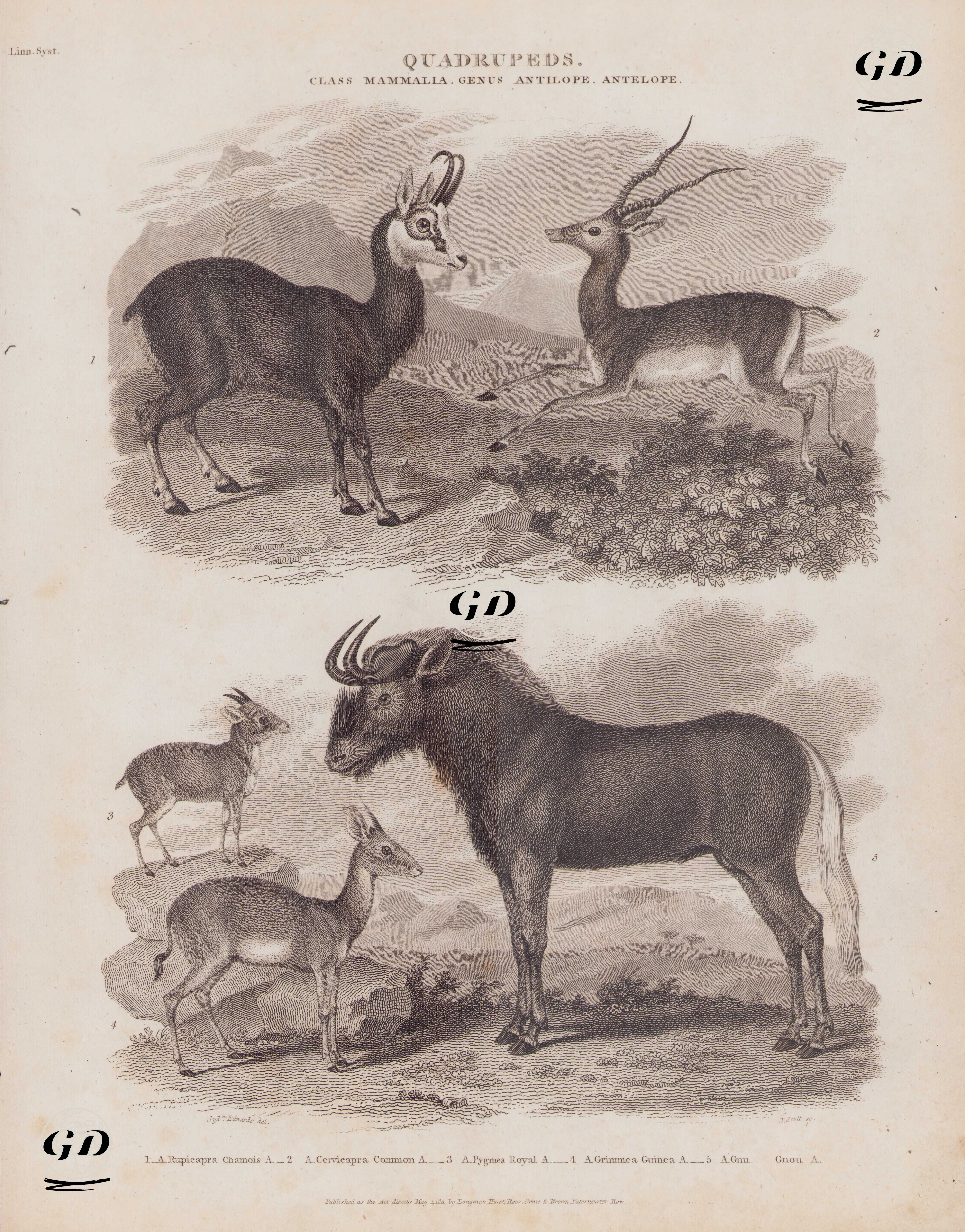 Dört Ayaklılar, Memeliler Sınıfı, Antilop Cinsi- 1. Çengel Boynuzlu Dağ Keçisi (Rupicapra Rupicapra) 2.Kara Antilop (Hint Antilopu, Antelope Cervicapra) 3.Kral Antilop (Neotragus Pygmaeus) 4.Kızıl Yanaklı Duiker (Kırmızı Çevrili Duiker, Cephalophus Rufilatus) 5.Ak-kuyruklu Gnu (Siyah Antilop, Connochaetes Gnou) - Sydenham Edwards (1768-1819) - 1811