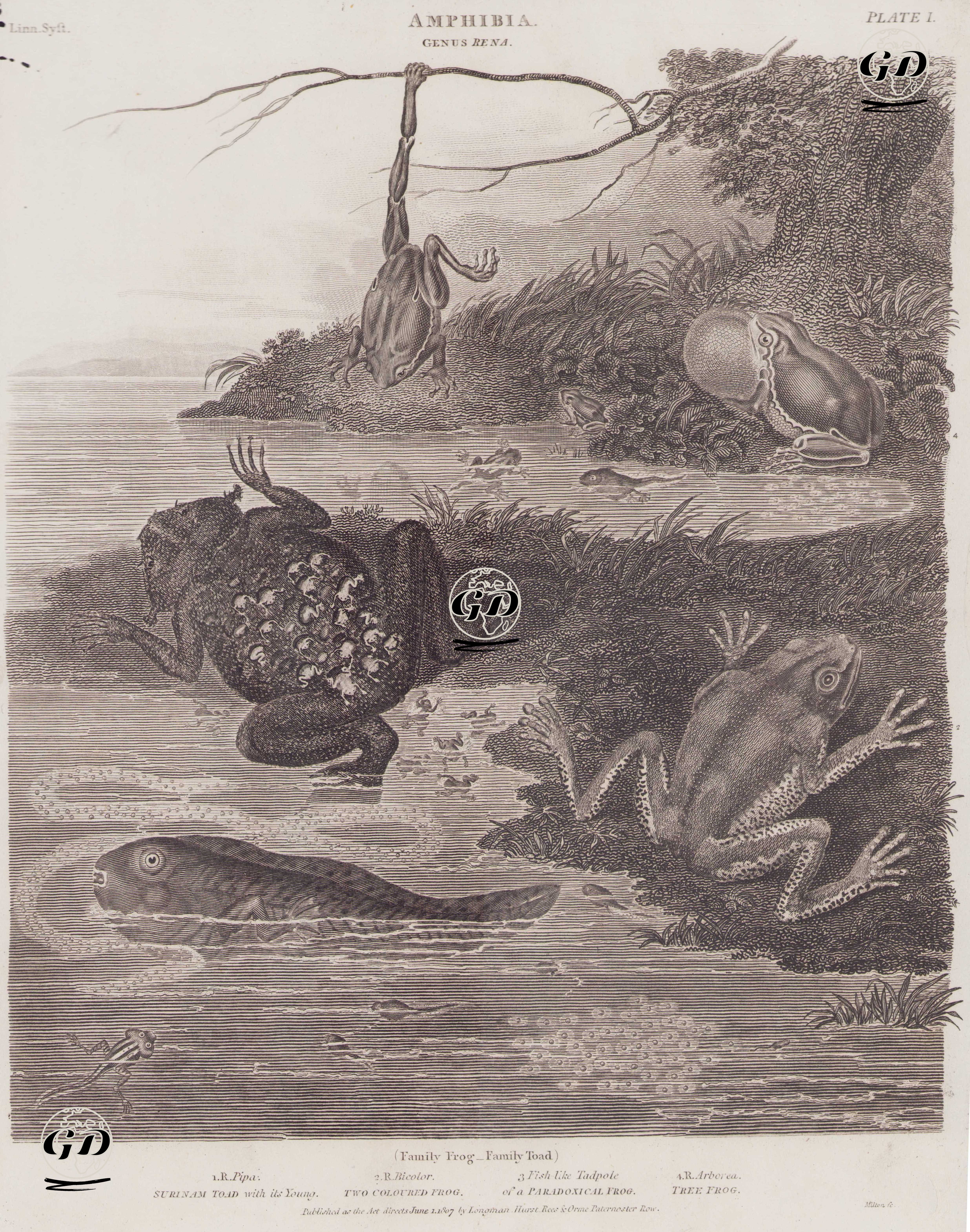Amfibiyenler, Rena Cinsi (Plate I)- 1.Yavrularıyla Surinam Kurbağası (Pipa Pipa) 2.Dev Yaprak Kurbağası (Maymun Kurbağası, Phyllomedusa Bicolor) 3.Paradoks Kurbağası (Shrinking Kurbağa, Pseudis Paradoxa) 4.Ağaç Kurbağası (Hyla Arborea) -  - 1807