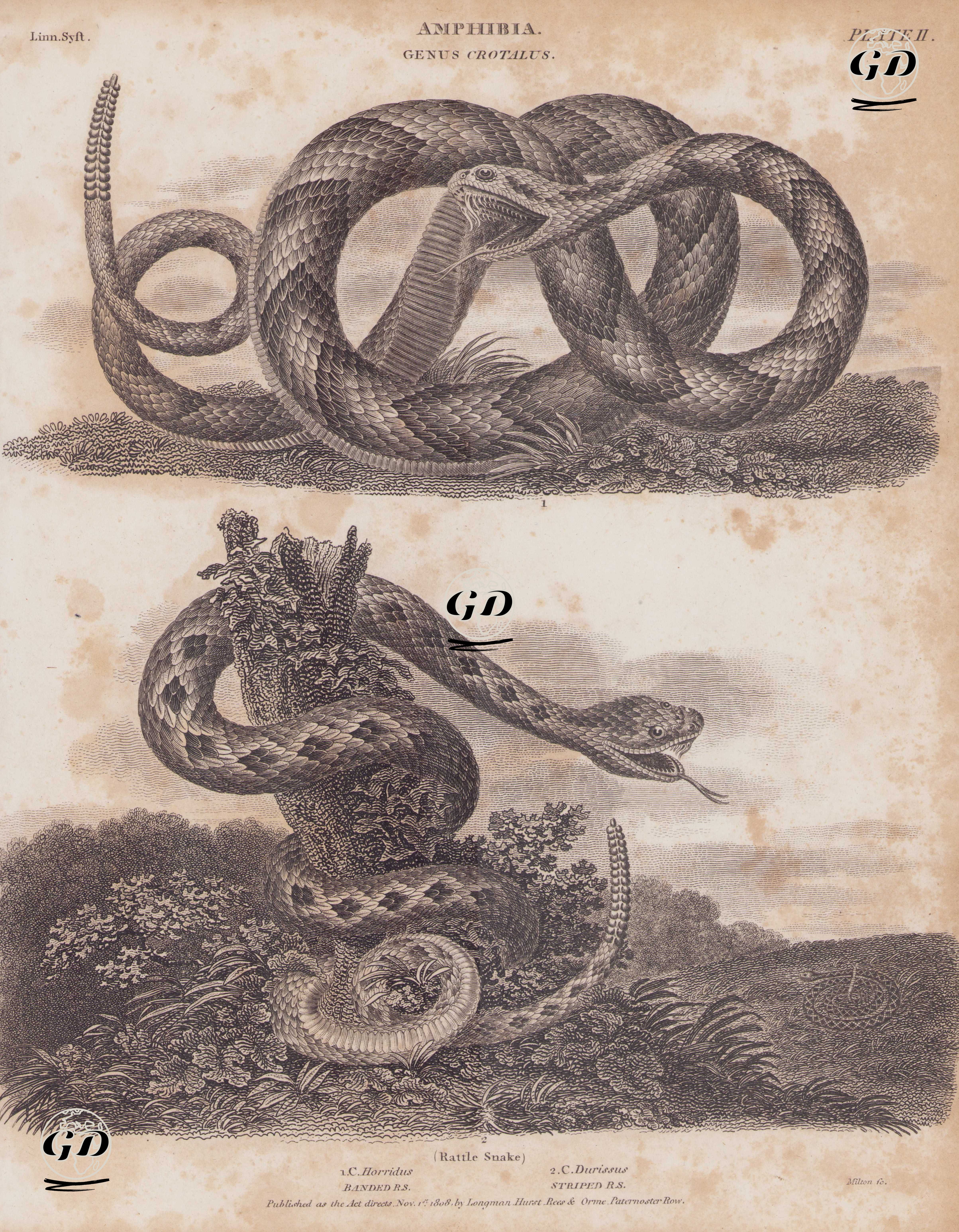 Amfibiyenler, Crotalus (Çıngıraklı Yılan ) Cinsi (Plate II)- 1.Çizgili Çıngıraklı Yılan (Timber Çıngıraklı Yılan, Crotalus Horridus) 2.Güney Amerika Çıngıraklı Yılanı (Venezuela Çıngıraklı Yılan, Crotalus Durissus)  -  - 1808