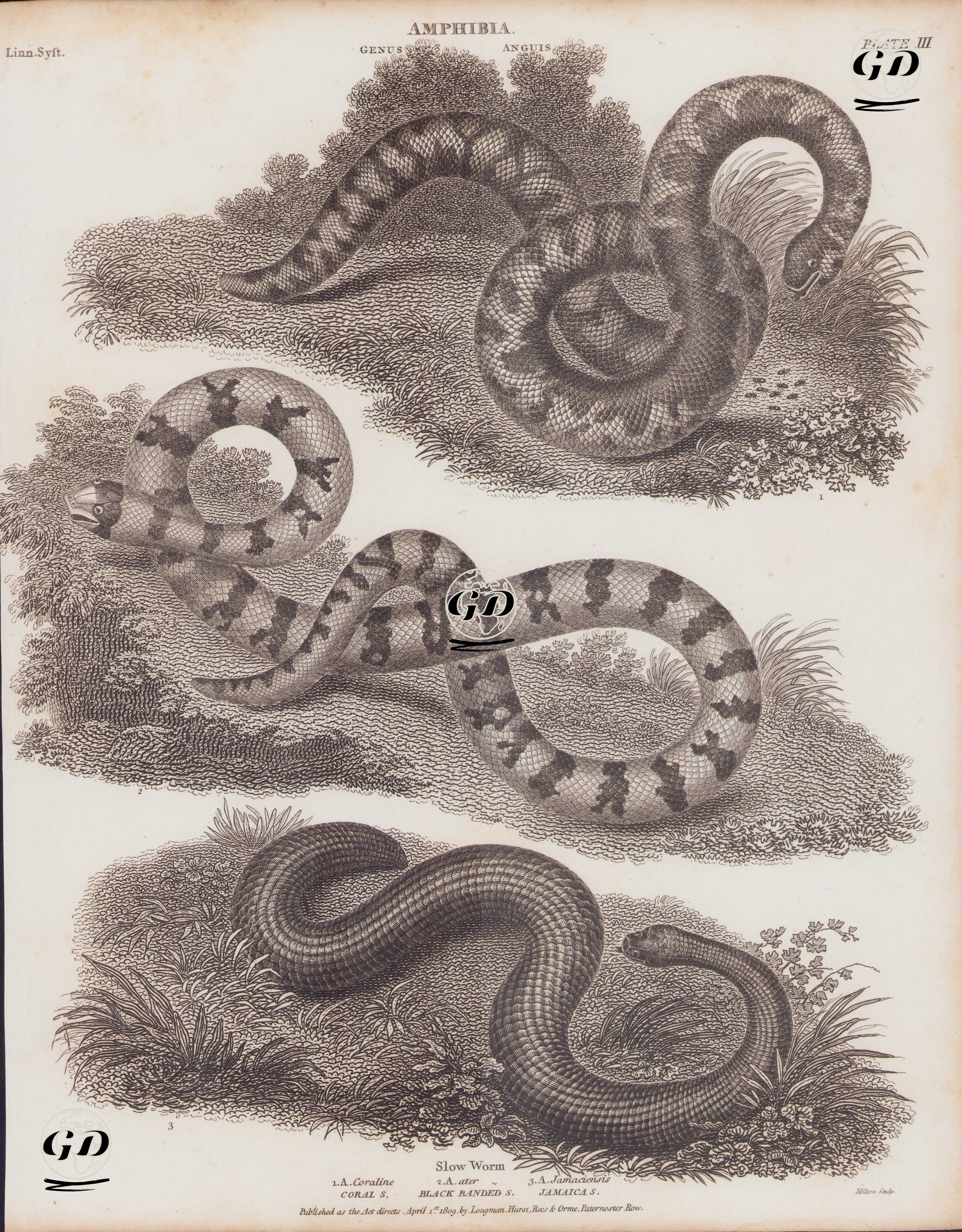 Amphibia, Genus Anguis, Slow Worm, (Plate III), 1. A. Coraline, Coral S. 2. A. Ater, Black Banded S. 3. A. Jamaciensis, Jamaica S. -  - 1809