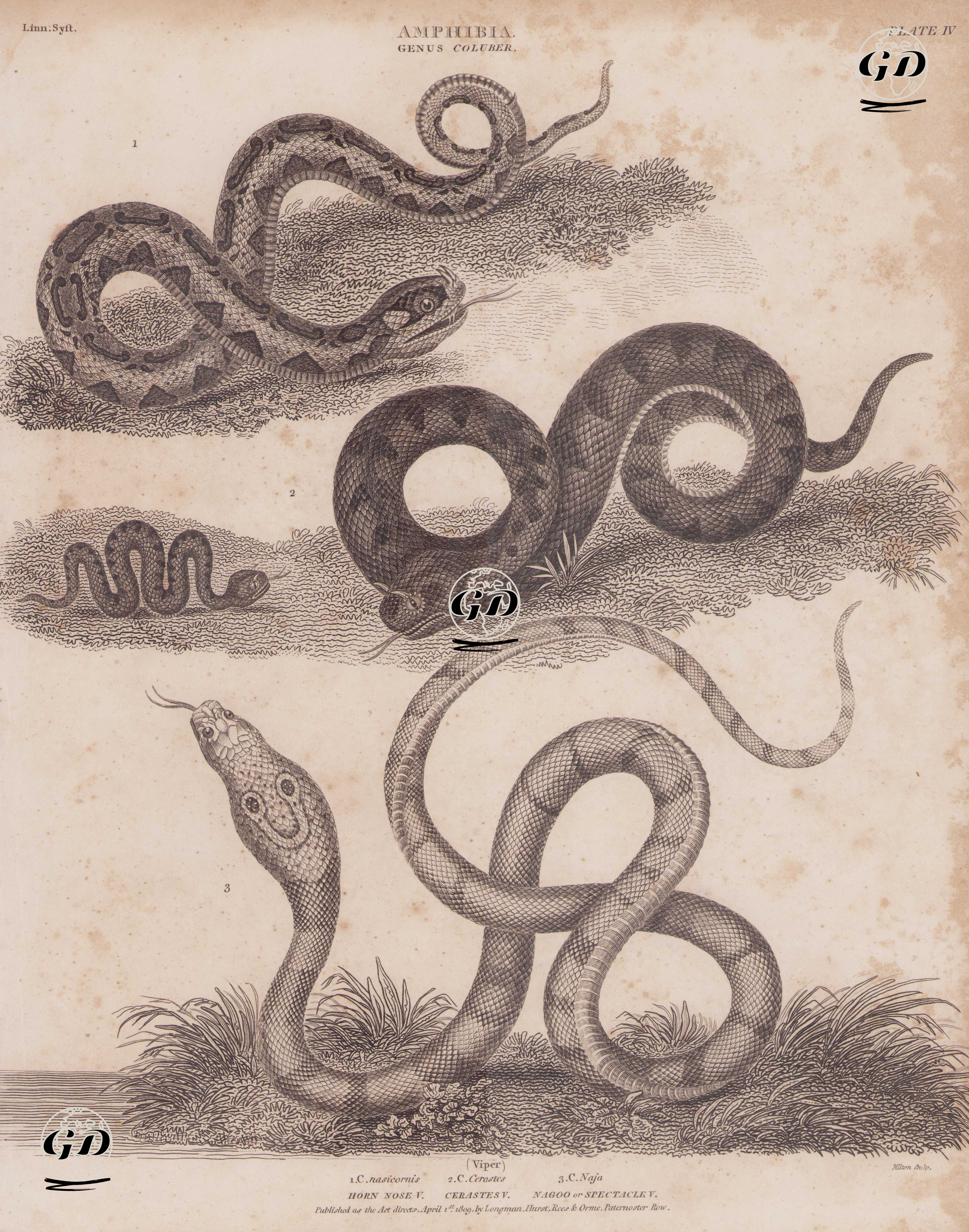 Amfibiyenler, Coluber (Engerekler) Cinsi, (Plate IV)- 1. Gergedan Engereği (Şişen Engerek, Bitis Nasicornis) 2. Sahra Boynuzlu Engerek (Cerastes Cerastes) 3.Hint Gözlüklü Kobra (Naja naja) -  - 1809