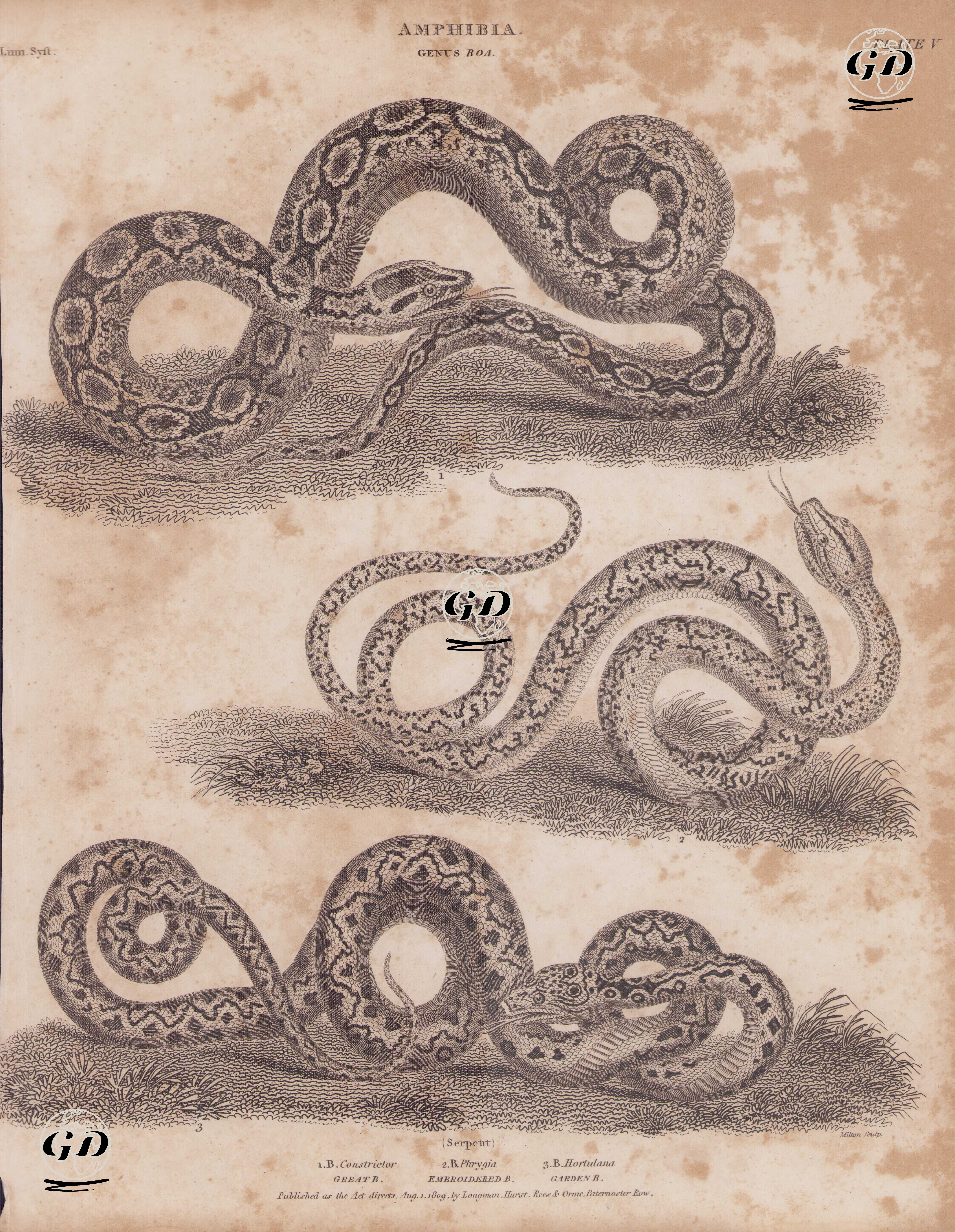 Amfibiyenler, Boa Yılanı Cinsi (Plate V)- 1. Boa Yılanı (Boa Constrictor) 2.Ağlı Piton (Kafesli Piton, Malayopython Reticulatus) 3. Bahçe Boası (Ağaç Boası, Corallus Hortulana) -  - 1809