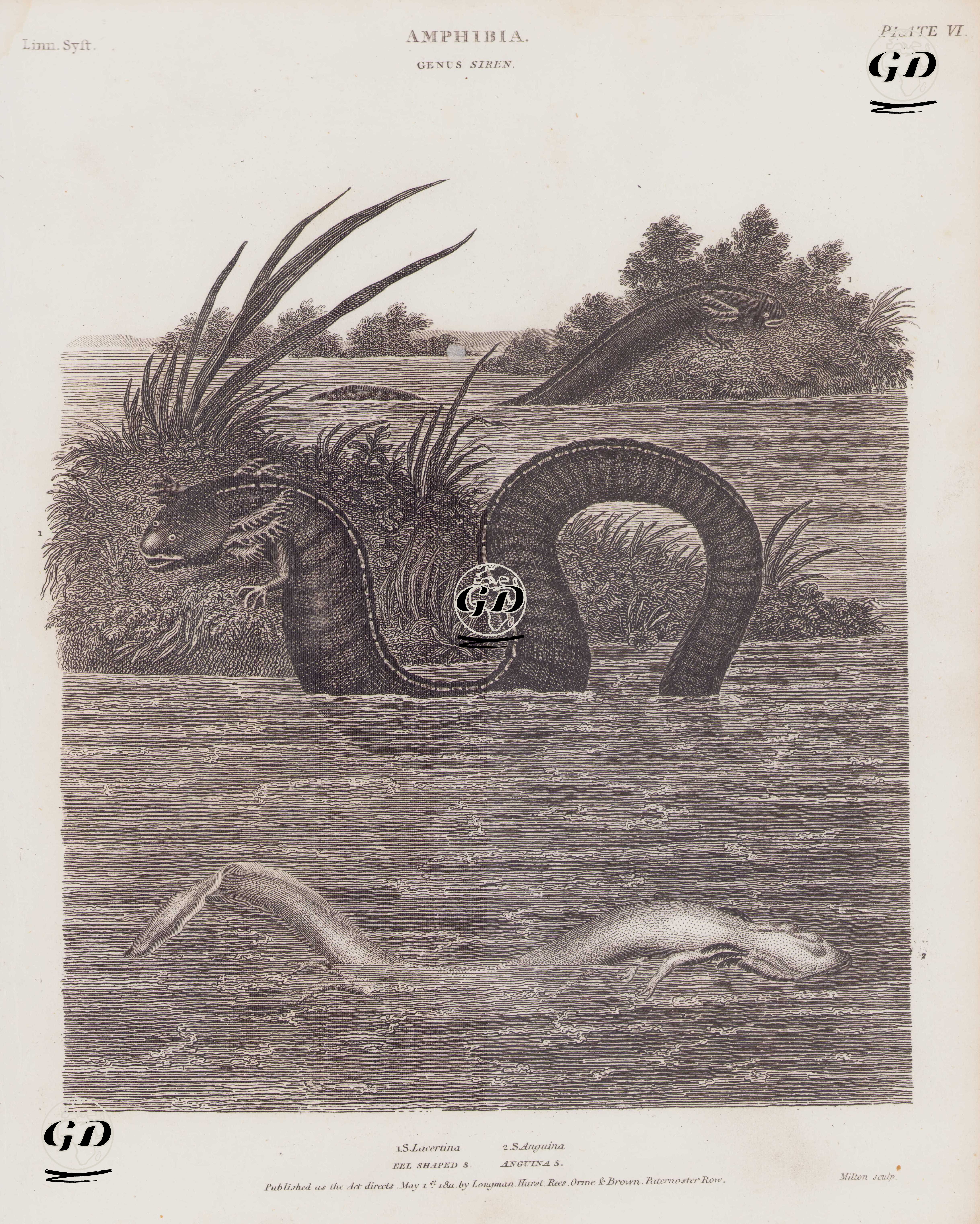 Amfibiyenler,  Siren Cinsi (Plate VI)- 1.Büyük Siren (Bataklık Kertenkelesi, Bataklık Balığı, Siren Lacertina) 2.Mağara Semenderi (Olm, Proteus Anguinus) -  - 1811