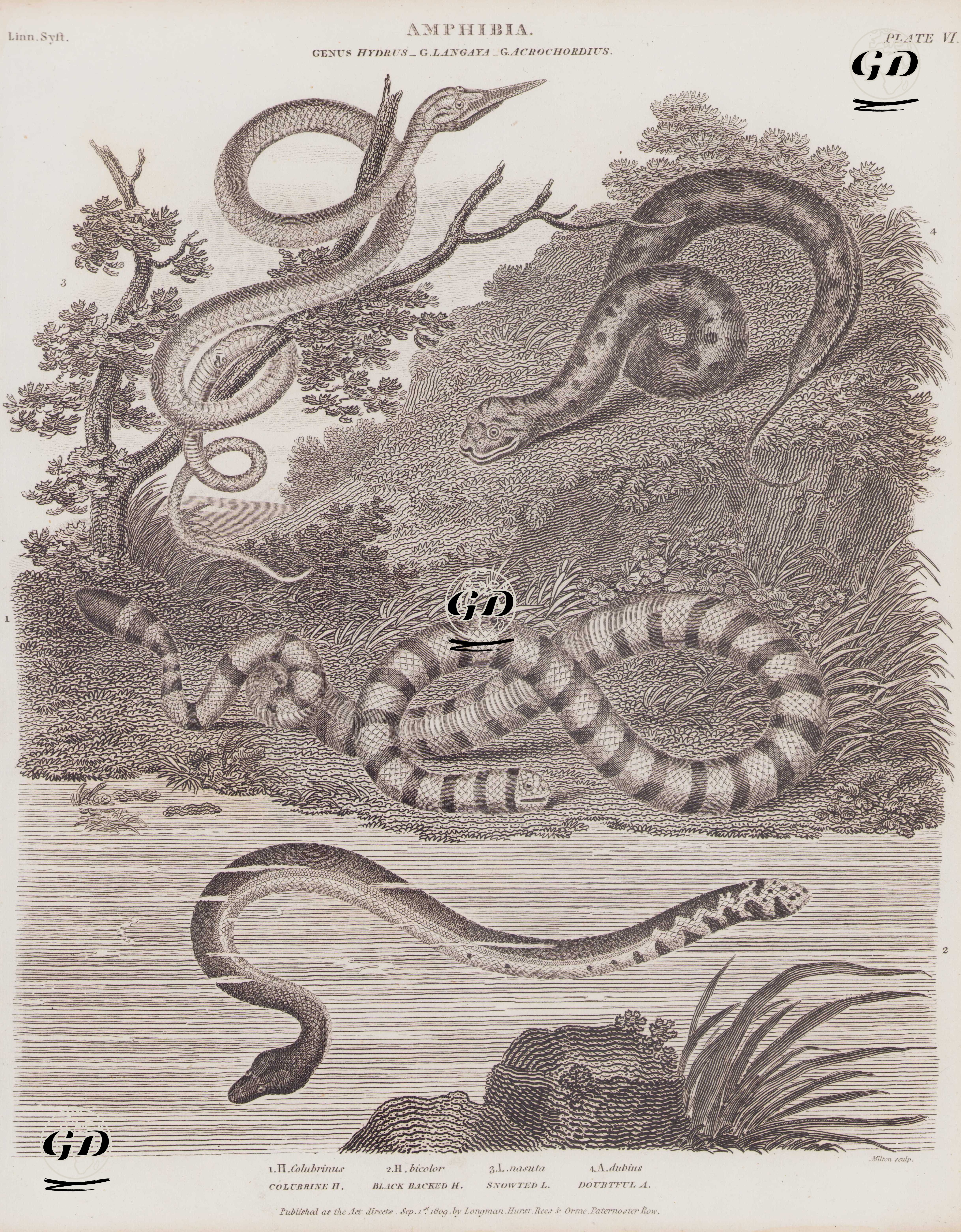 Amphibia, Genus Hydrus,  G.Langaya, G.Acrochordius (Plate VI) 1. H. Colubrinus, Colubrine Hydra (Yellow-lipped Sea Krait, Banded Sea Krait, Colubrine Sea Krait, Laticauda Colubrina) 2. H. Bicolor, Black-Backed Hydrus (Yellowbelly Sea Snake, Pelagic Sea Snake, Hydrophis Platurus) 3. L. Nasuta, Snowted Langaya (Malagasy Leaf-nosed Snake, Langaha Madagascariensis) 4. A. Dubius, Doubtful Acrochordius (Little Filesnake, Marine File Snake, Wart Snake, Acrochordus granulatus) -  - 1809