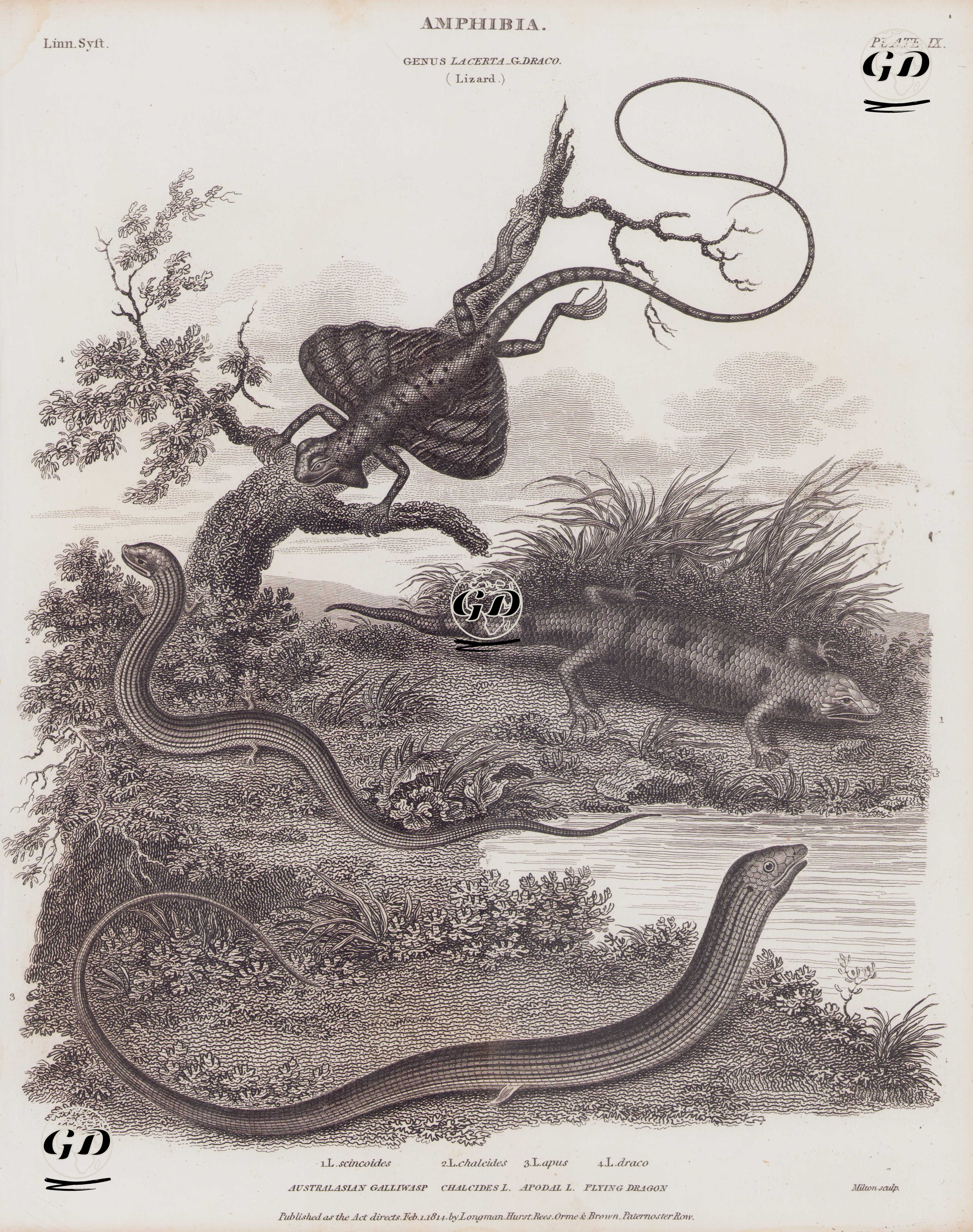 Amphibia, Genus Lacerta, G. Draco (Lizard) (Plate IX) 1. L. Scincoides, Australasian Galliwasp (Common Bluetongue, Eastern Blue-Tongued Lizard , Tiliqua Scincoides) 2. L. Chalcides, Chalcides L. (Cylindrical Skink, Italian Three-toed Skink, Chalcides Chalcides) 3. L. Apus, Apodal L. (European Glass Lizard, Pseudopus Apodus )4. L. Draco, Flying Dragon (Flying Lizard)
 -  - 1814