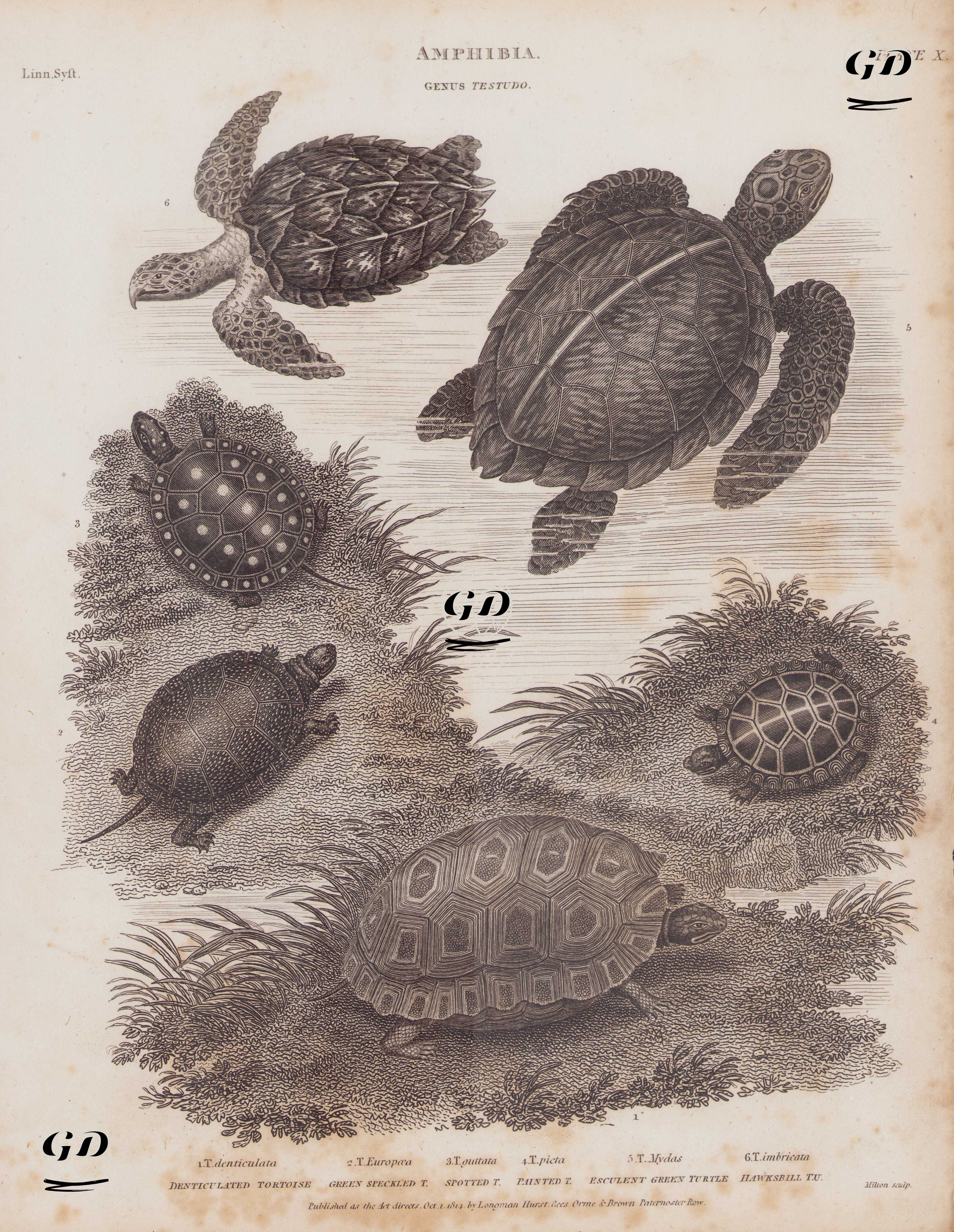 Amphibia, Genus Testudo (Plate X) 1. T.Denticulatu, Denticulated Tortoise (Yellow-footed Tortoise, Chelonoidis Denticulatus) 2. T. Europaea, Green Speckled T. (European Pond Turtle, Emys Orbicularis) 3. T.Guttata, Spotted T. (Spotted Turtle, Clemmys Guttata) 4. T.Picta, Painted T. (Painted Turtle, Chrysemys Picta) 5. T.Mydas, Esculent Green Turtle (Green Sea Turtle, Chelonia Mydas) 6. T.Imbricata, Hawksbill T.U. (Hawksbill, Eretmochelys imbricata) -  - 1814