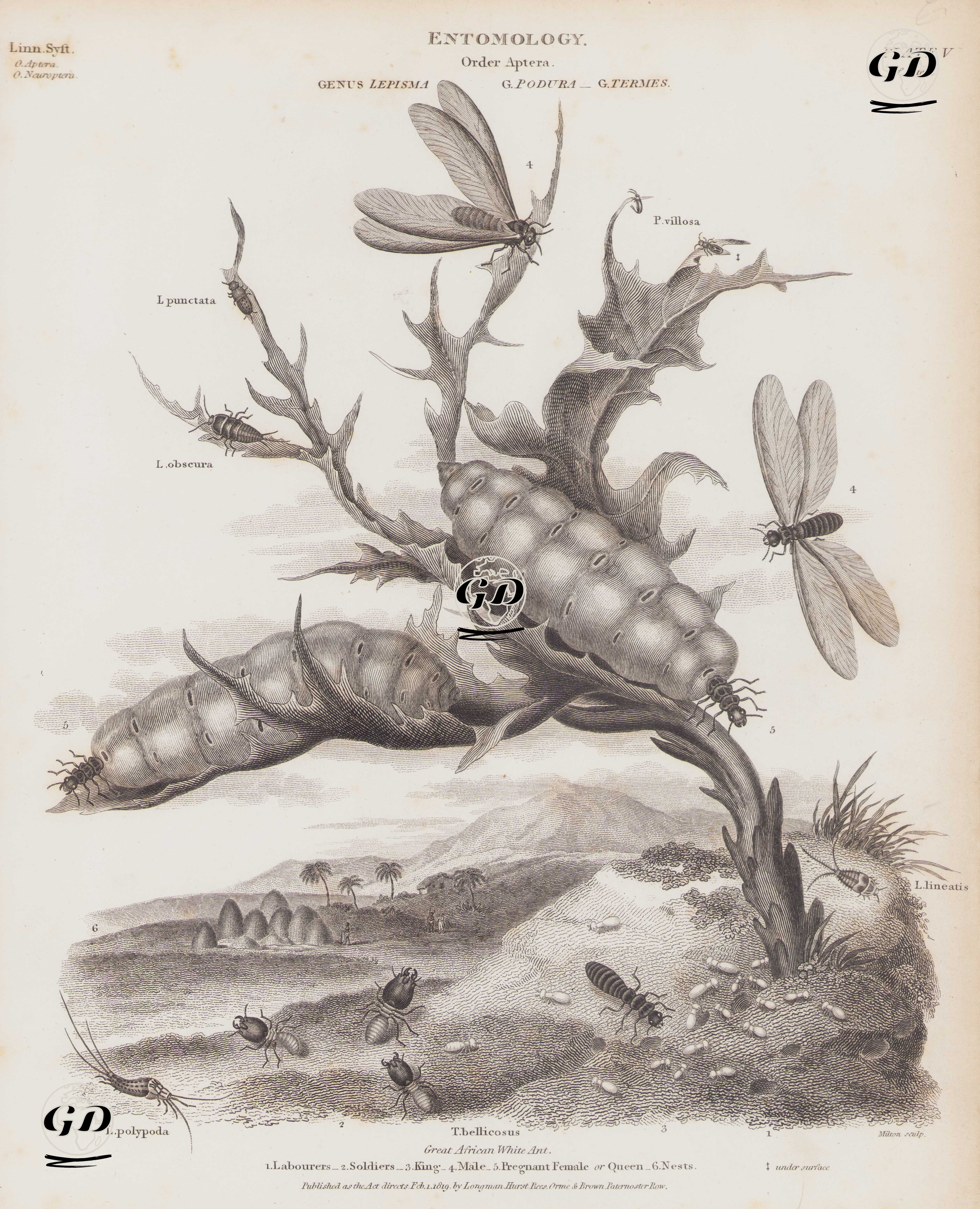 Entomology, Order Aptera, Genus Lepisma, G.Podura, G.Termes (Plate V of Aptera), Lepisma Punctata, Lepisma Obscura, Podura Villosa, Lepisma Polypoda,  Termes Bellicosus ((Macrotermes Bellicosus) -Great African White Ant 1. Labourers 2. Soldiers 3. King 4. Male 5. Pregnant Female or Queen 6. Nests -  - 1819