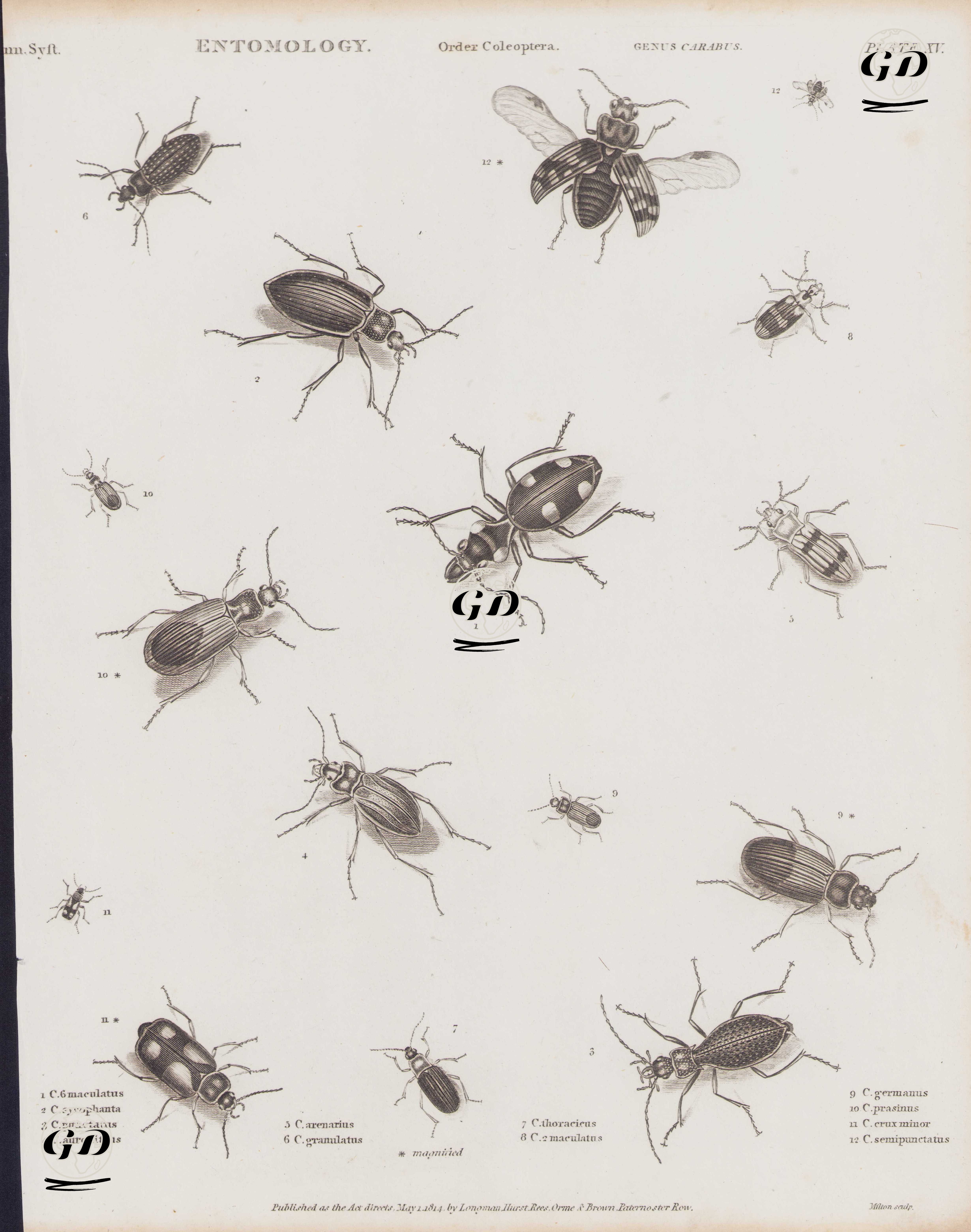 Entomoloji, Coleoptera (Kınkanatlı veya Kabuk Böcekler) Takımı, Carabus Cinsi (Plate XV) - 1. C. 6Maculatus, 2. C. Sycophanta, 3. C. Punctatus, 4. C. Auronitens, 5. C. Arenarius, 6. C. Granulatus, 7. C. Thoracicus, 8. C. 2Maculatus, 9. C. Germanus, 10. C. Prasinus, 11. C. Crux Minor, 12. C. Semipunctatus  -  - 1814