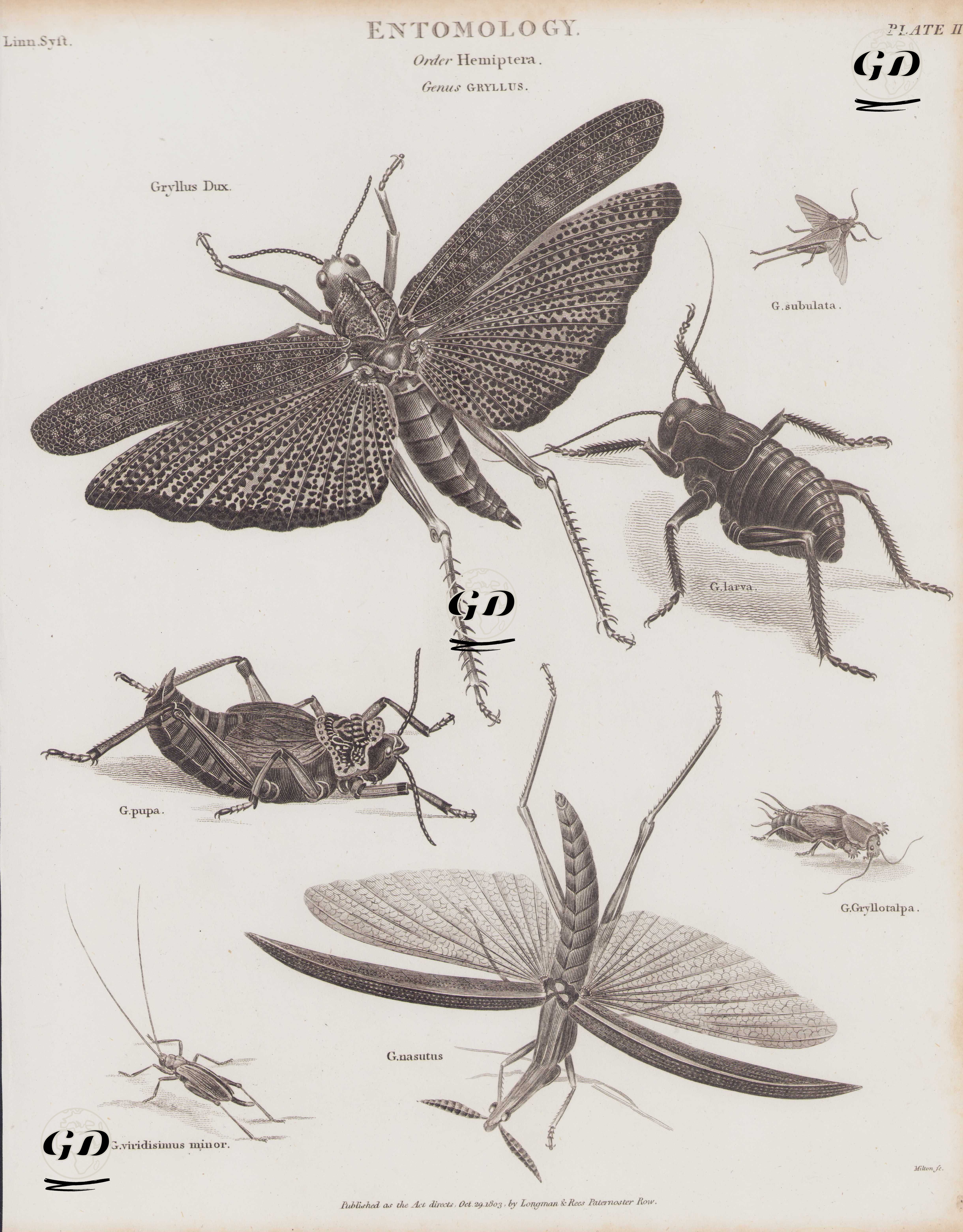 Entomoloji, Hemiptera Takımı, Gryllus Cinsi (Plate II)- Dev Kırmızı Kanatlı Çekirge (Gryllus Dux, Tropidacris Cristata), Copiphora Subulata, Siyah Cırcır Böceği (Gryllus Bimaculatis), Gryllus Pupa, Danaburnu (Gryllotalpa Gryllotalpa), Kısa Boynuzlu Çekirge (Truxalis Nasuta), Gryllus Viridis Minor -  - 1803