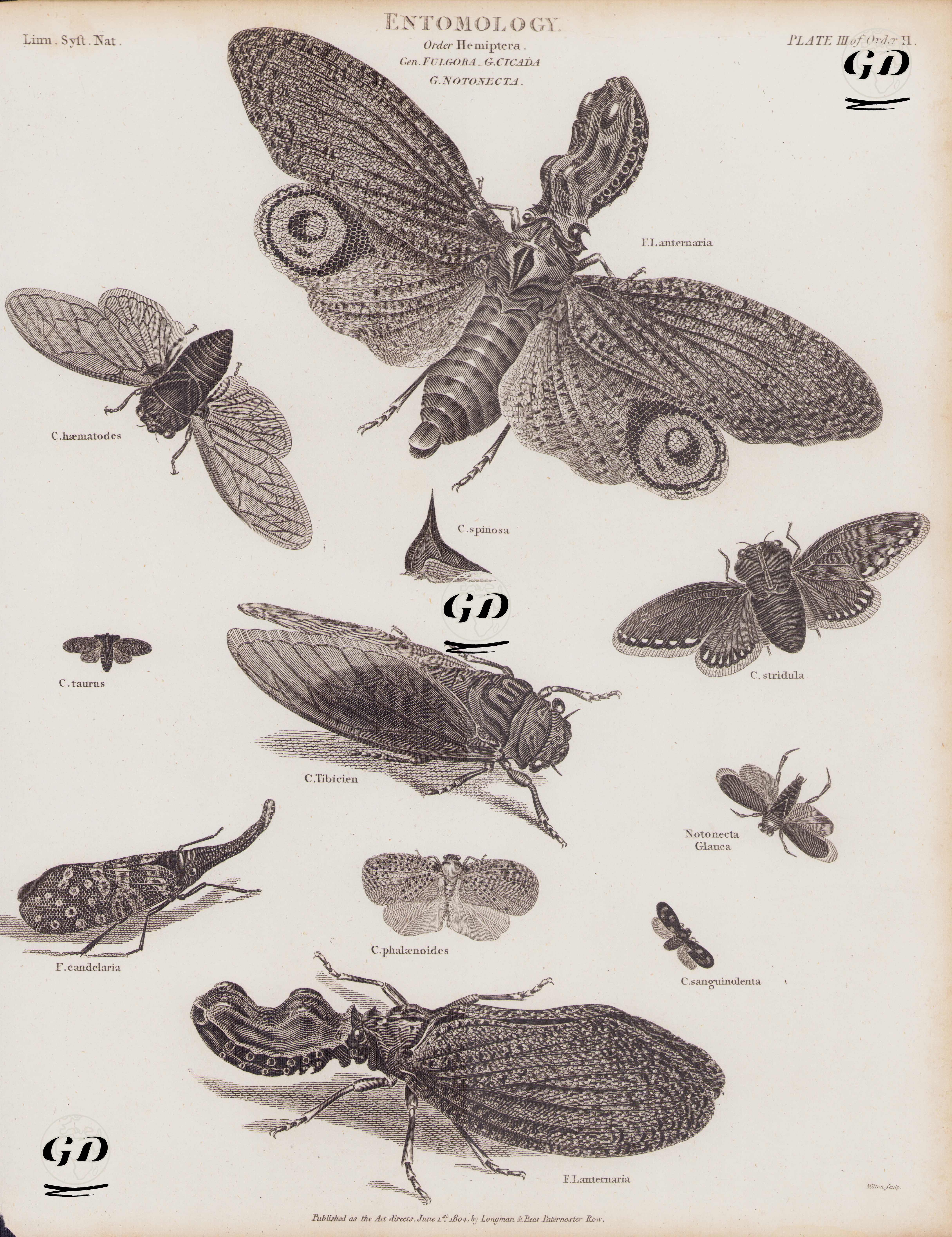 Entomoloji, Hemiptera Takımı, Fulgora Cinsi, Cicada Cinsi, Notonecta Cinsi (Plate III)- Fener Sineği (Fulgora Lanternaria), Kırmızı Ağustosböceği (Tibicina Haematodes), Champaka spinosa, Cicada Taurus, Swamp Cicada (Neotibicen Tibicen), Platypleura Stridula, Herdem Yeşil Orman Ağustosböceği (Pyrops candelaria, Fulgora Candelaria), Champaka Spinosa, Poekilloptera Phalaenoides -  - 1804