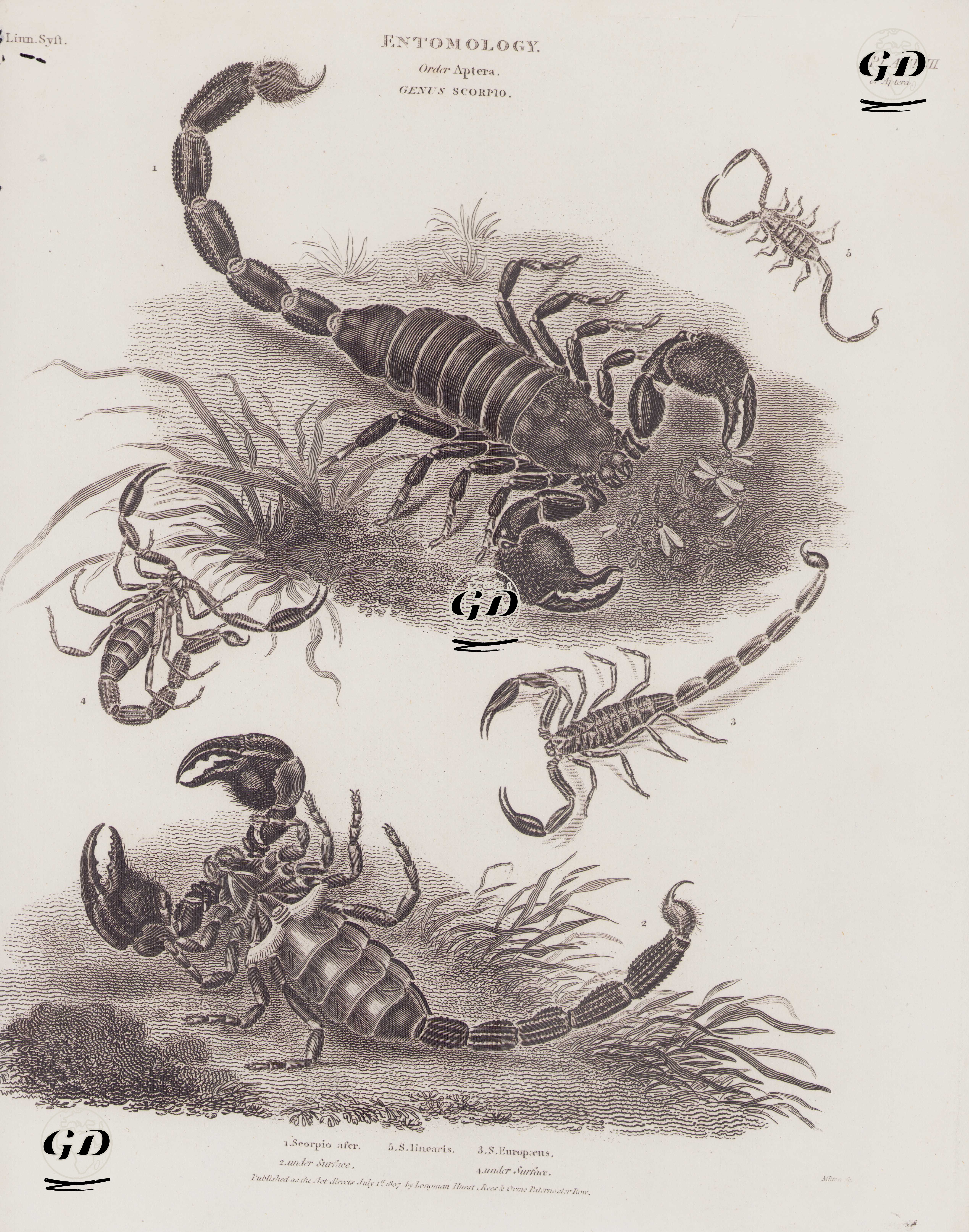 Entomology, Order Aptera, Genus Scorpio (Plate III)- 1. Seorpio Afer. 2. Under Surface 3.S.Europaeus 4. Under Surface 5. S.Linearis (1. and 2. Giant forest scorpion, Heterometrus indus 3.ScorpioEuropaeus  4. and 5. Wood Scorpion, Euscorpius italicus) -  - 1807
