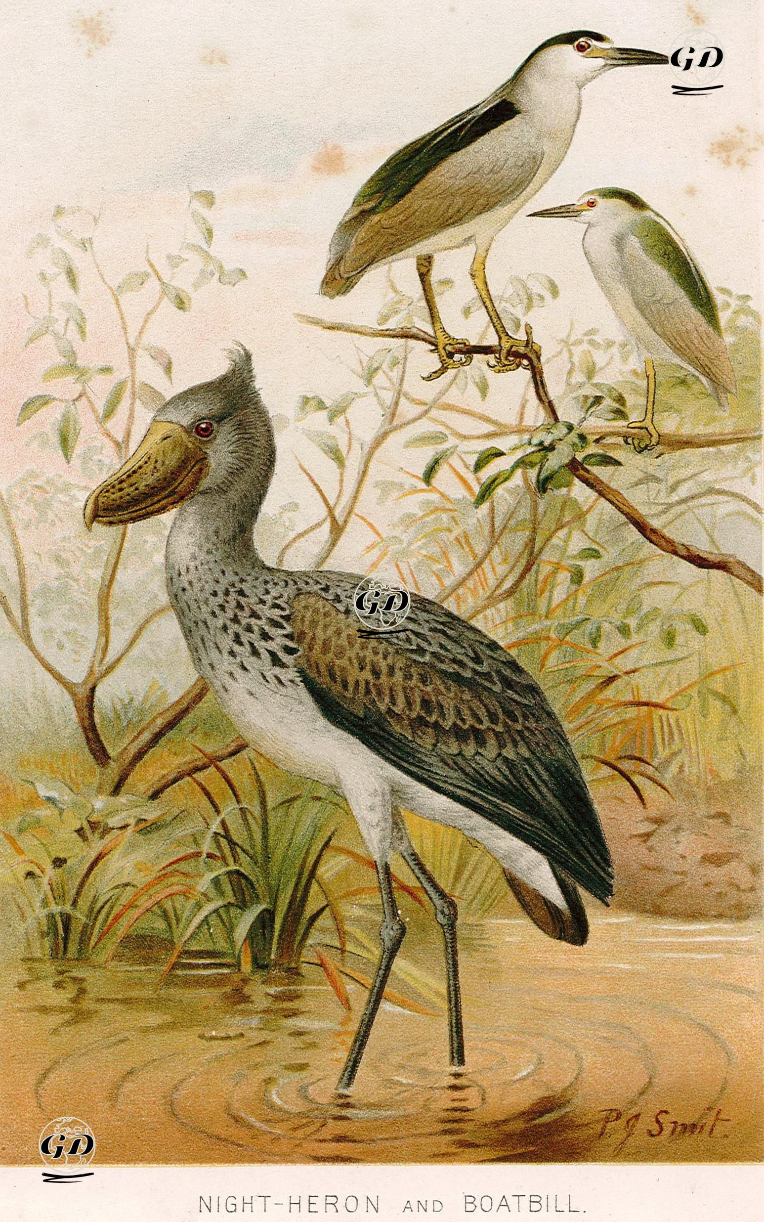 Night-Heron And Boatbill -  - 1894