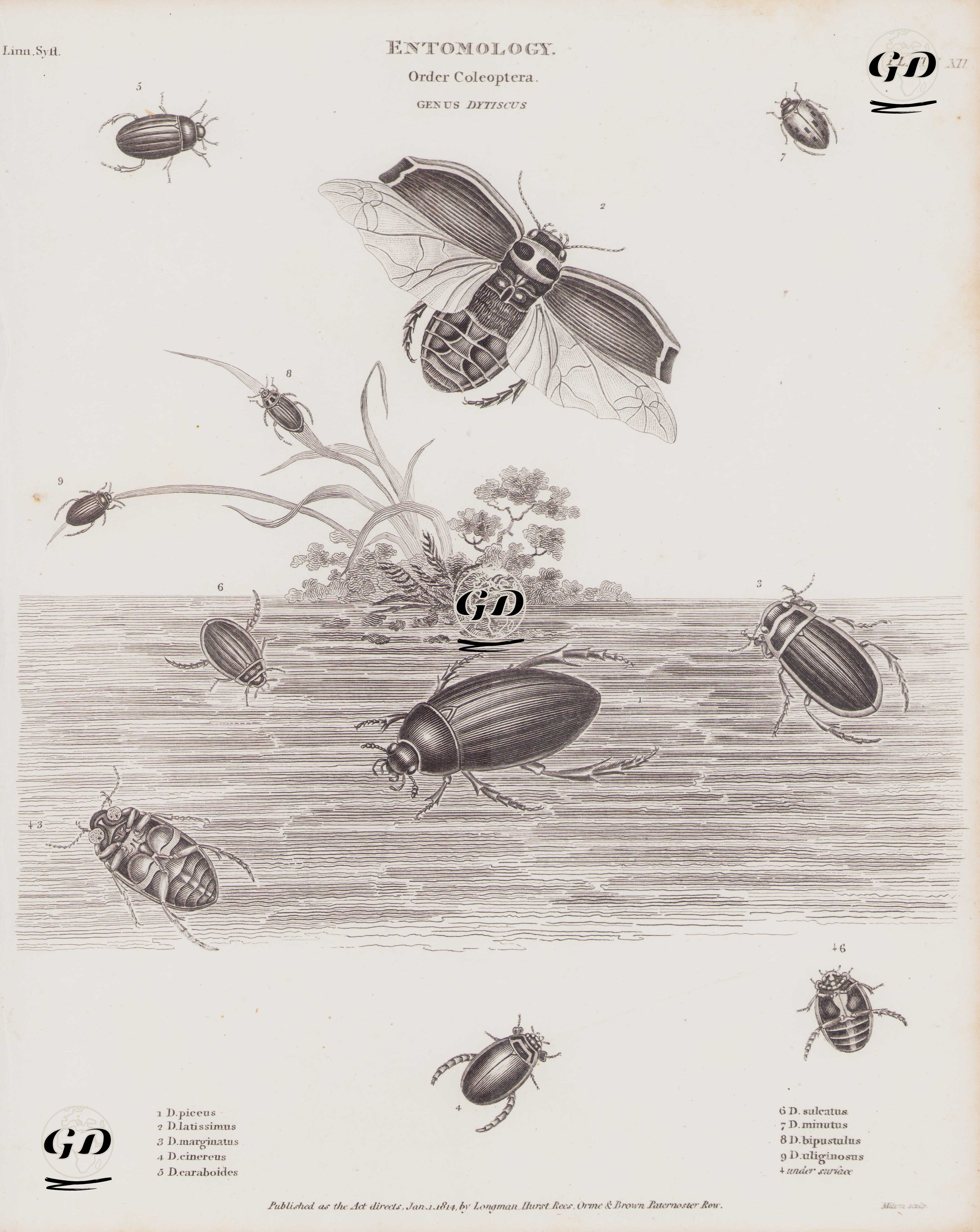 Entomoloji, Coleoptera (Kın Kanatlılar) Takımı, Dytiscus (Dalgıç Böceği) Cinsi (Plate XII)-1.Büyük Dalış Böceği (Hydrophilus Piceus) 2.Dytiscus Latissimus 3.Hydroporus Marginatus 4.Graphoderus Cinereus 5.Dytiscus Caraboides 6.Acilius Sulcatus 7.Laccophilus Minutus 8.Agabus Bipustulatu 9.Agabus Uliginosus -  - 1814