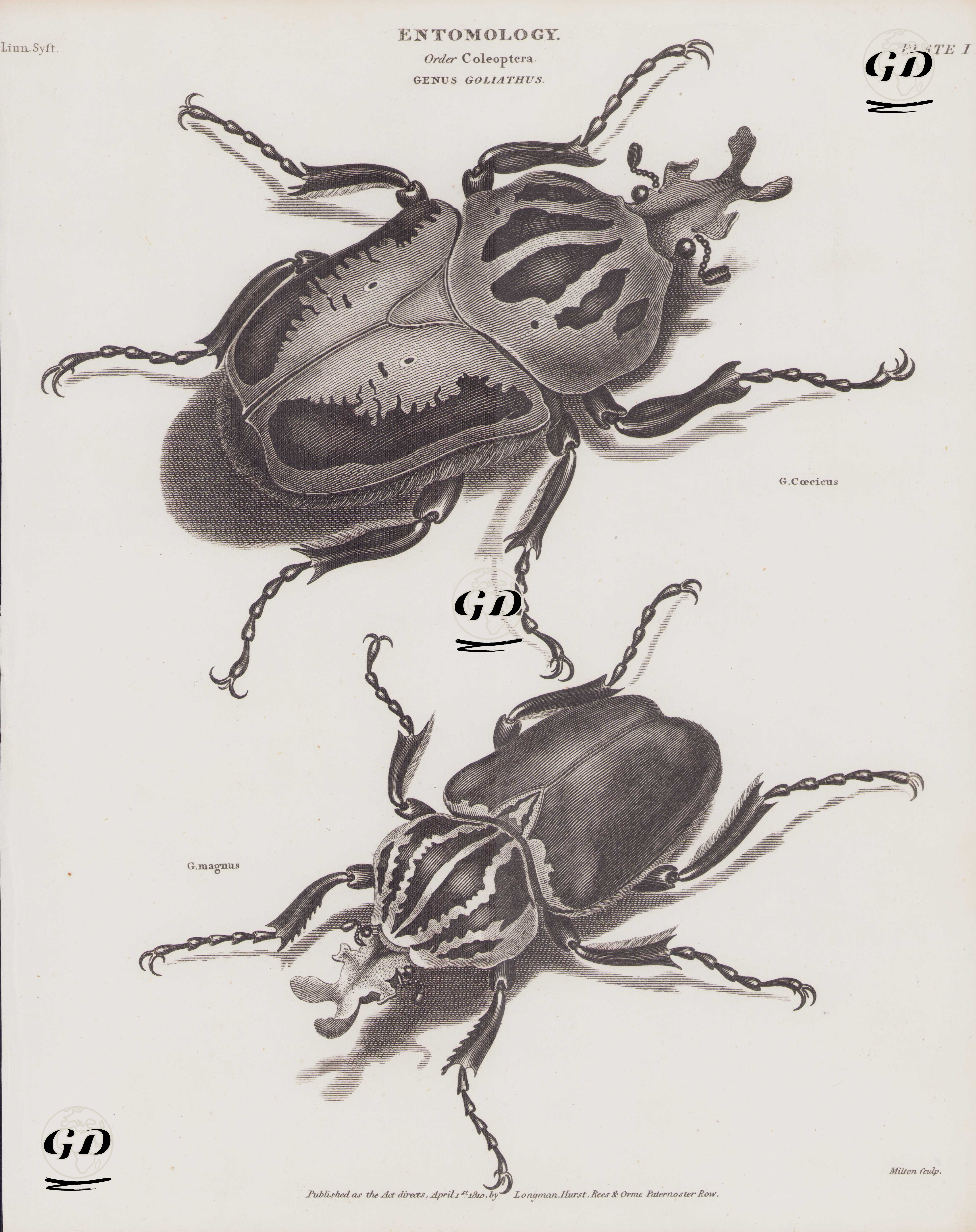Entomoloji, Coleoptera (Kın Kanatlılar) Takımı, Goliathus Cinsi (Plate I)- Goliathus Böceği (Golyat Böceği, Goliathus Cacicus), Goliathus Magnus -  - 1810