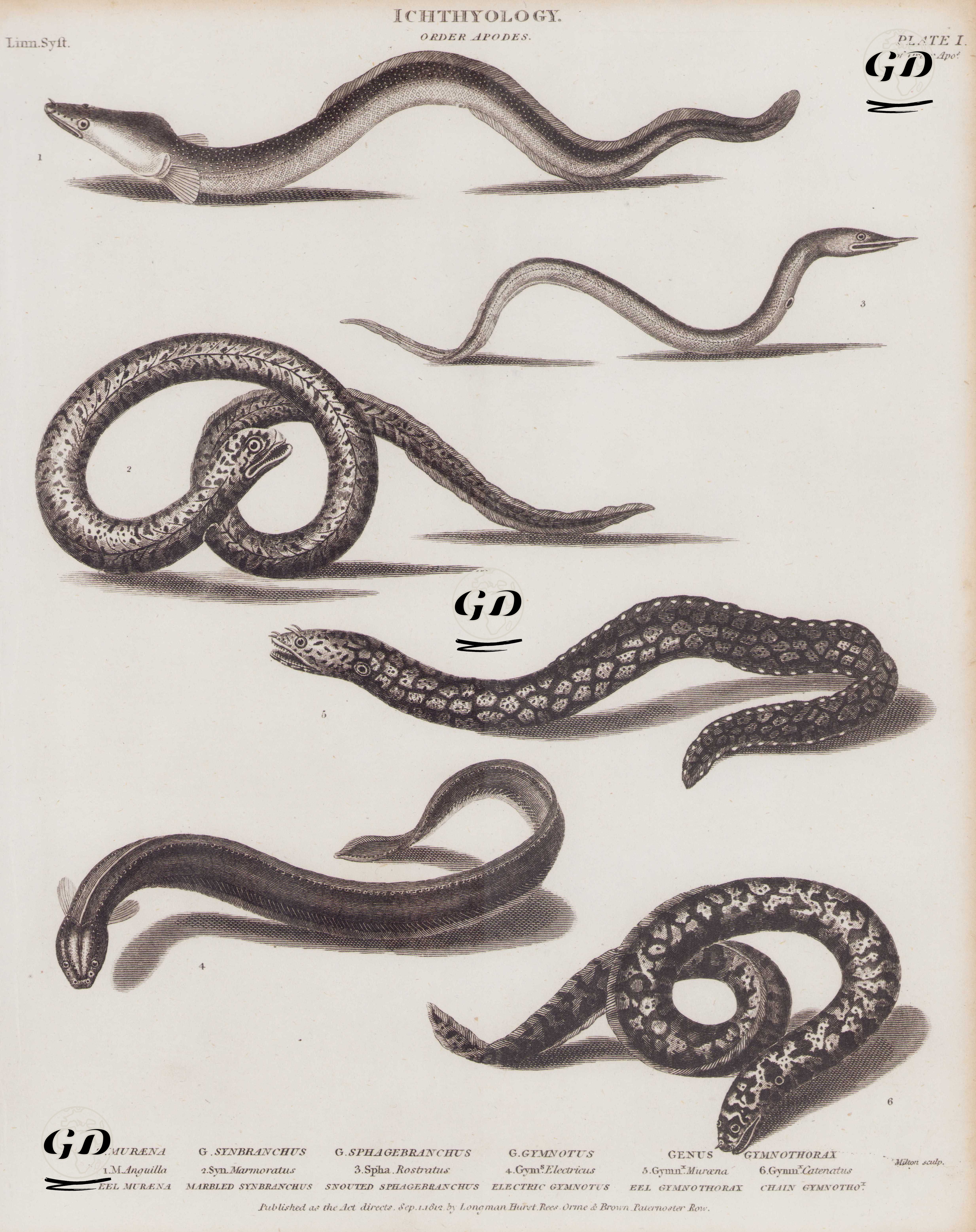Ichthyology, Order Apodes, (Plate I)- Genus Muraena 1. M. Anguilla (Eel Muraena,  Anguilla Anguilla)- Genus Synbranchus 2. Syn. Marmoratus (Marbled Synbranchus, Marbled Swamp Eel)- Genus Sphagebranchus Nchus 3. Sphagebranchus Rostratus (Snouted Sphageb, Finny Snake Eel), - Genus Gymnotus 4.Gymnotus Electricus (Electric Eel)- Genus Gymnothorax  5. Gymnothorax Muerana (Eel Gymnothorax), 6. Gymnothorax Catenatus (Chain Gymnothox) -  - 1812