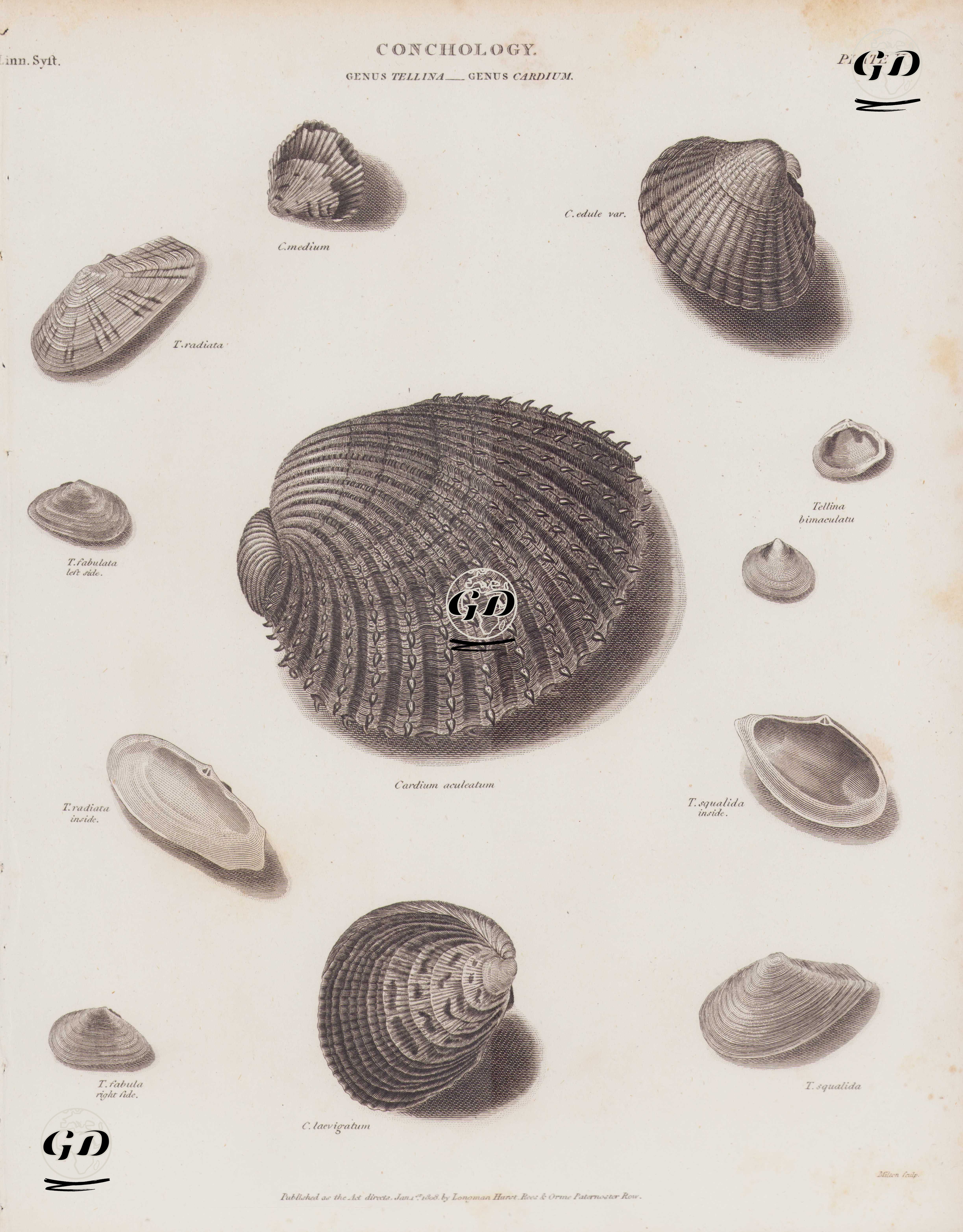 Conchology (Deniz Kabuğu Bilimi), Tellina Cinsi, Cardium Cinsi- Cardium Medium, Cardium Edule, Cardium Aculeatum, Cardium Laevigatum, Tellina Radiata, Tellina Fabulata, Tellina Fabula, Tellina Bimaculatu, Tellina Squalida -  - 1808