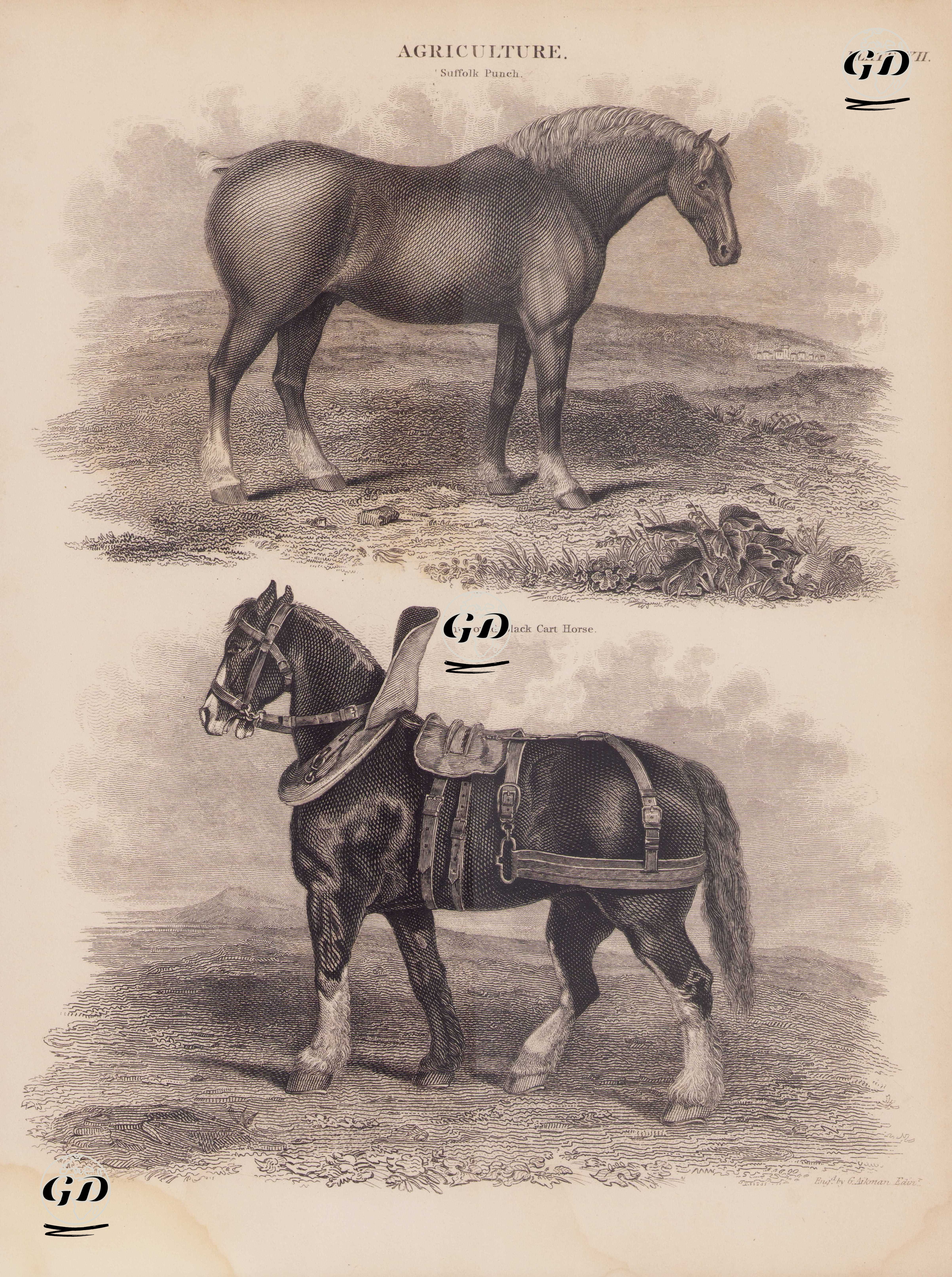 Agriculture, (Plate XII.)- Suffolk Punch, Improved Black Cart Horse - Andrew Bell (1726–1809) - 1860