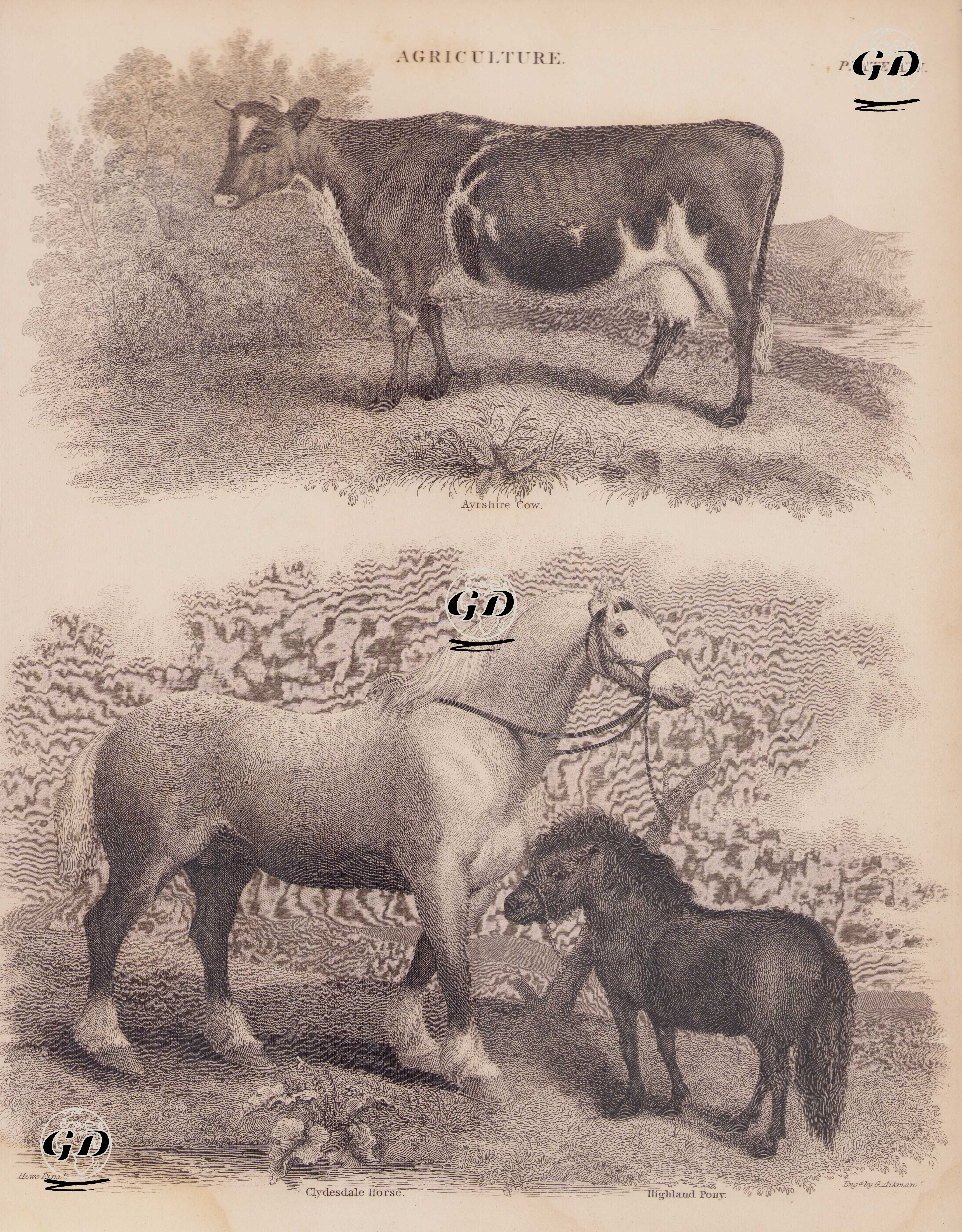Agriculture, (Plate XIII.)- Ayrshire Cow, Clydesdale Horse, Highland Pony - James Howe (1780-1836)-Andrew Bell (1726–1809) - 1860