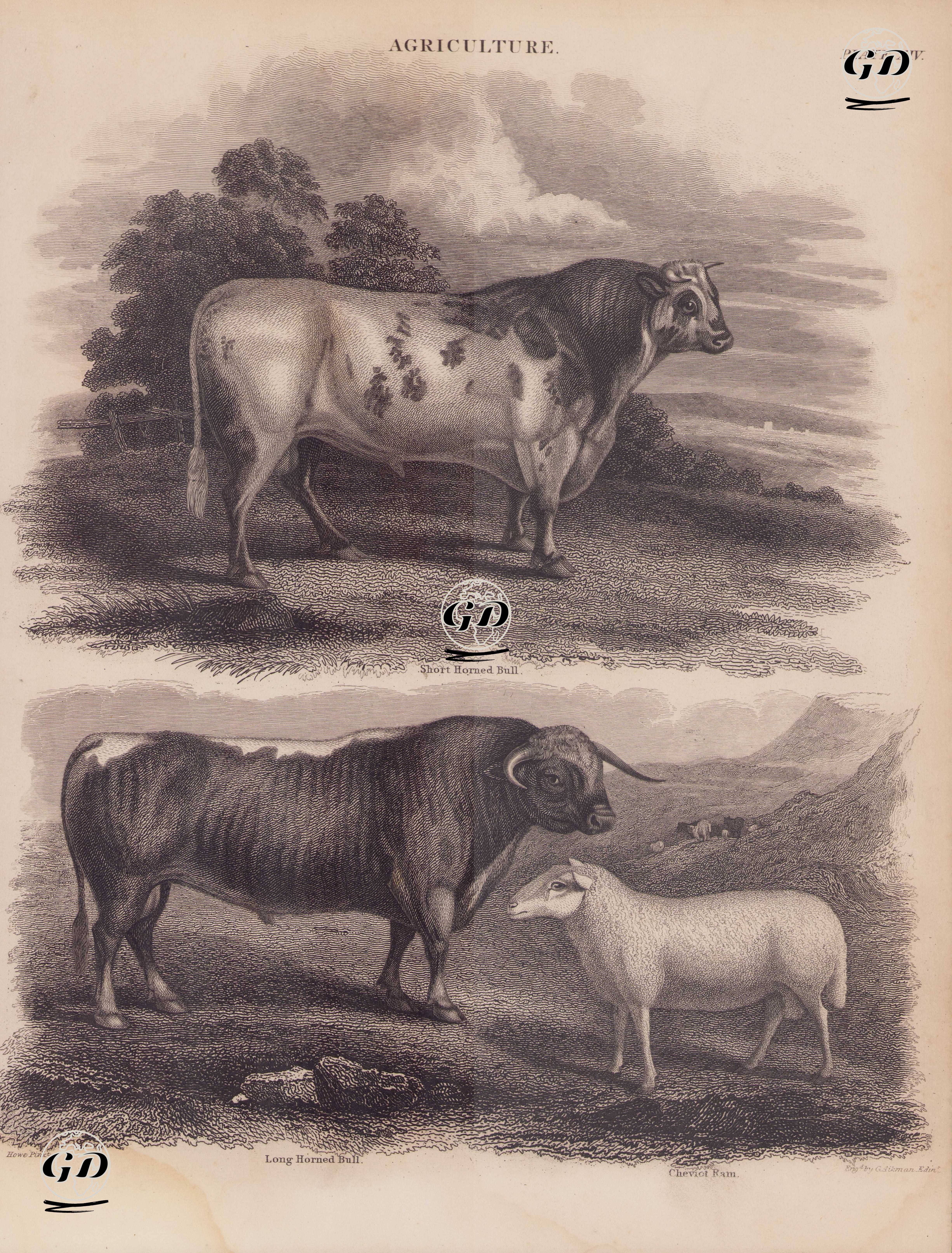 Tarım, (Plate XII)- Kısa Boynuzlu (Shorthorn) Boğa, Boynuzlu Boğa, Cheviot Koyunu - James Howe (1780-1836)-Andrew Bell (1726–1809) - 1860