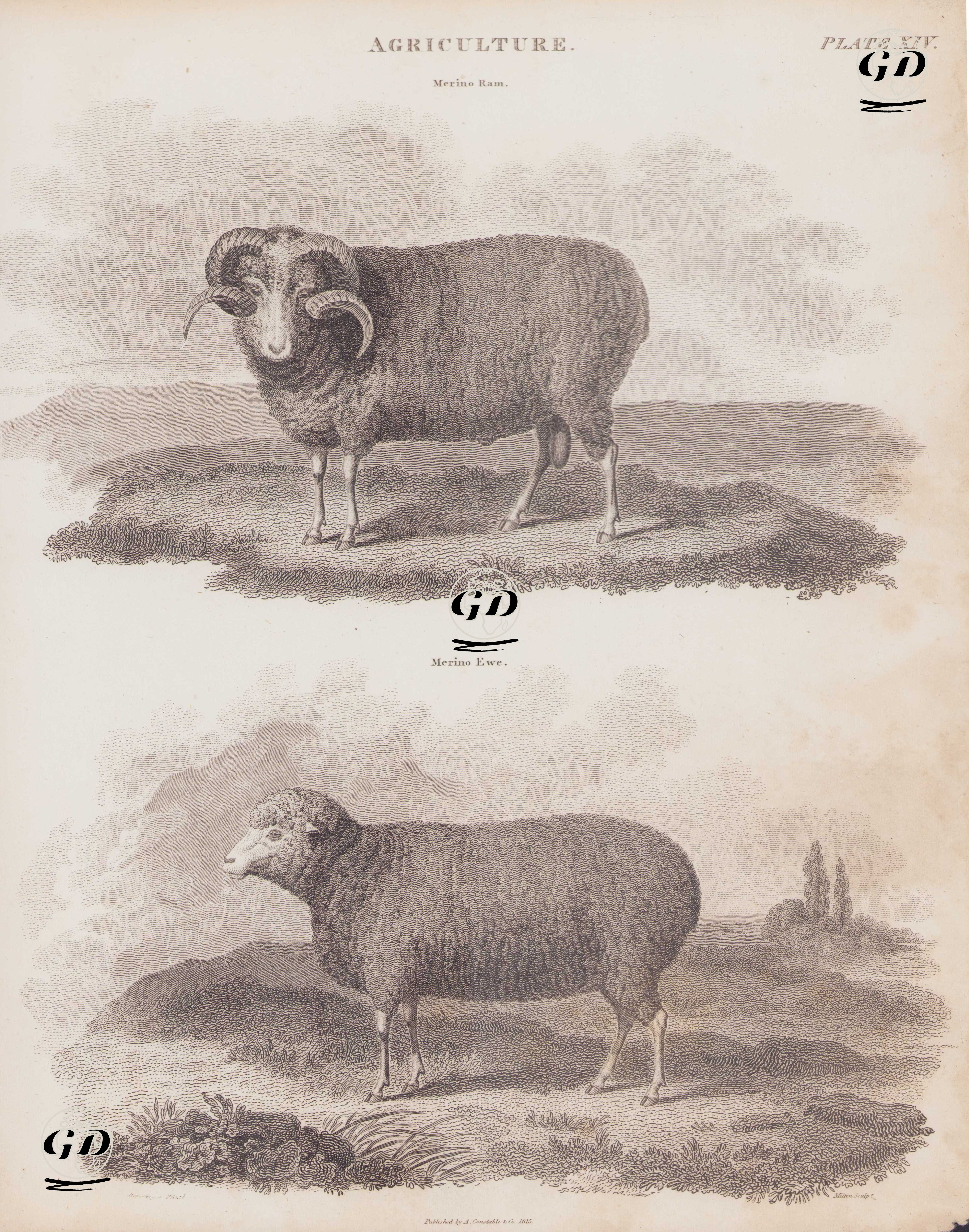 Tarım, (Plate XII)- Merinos Koçu, Merinos Koyunu  -  - 1815