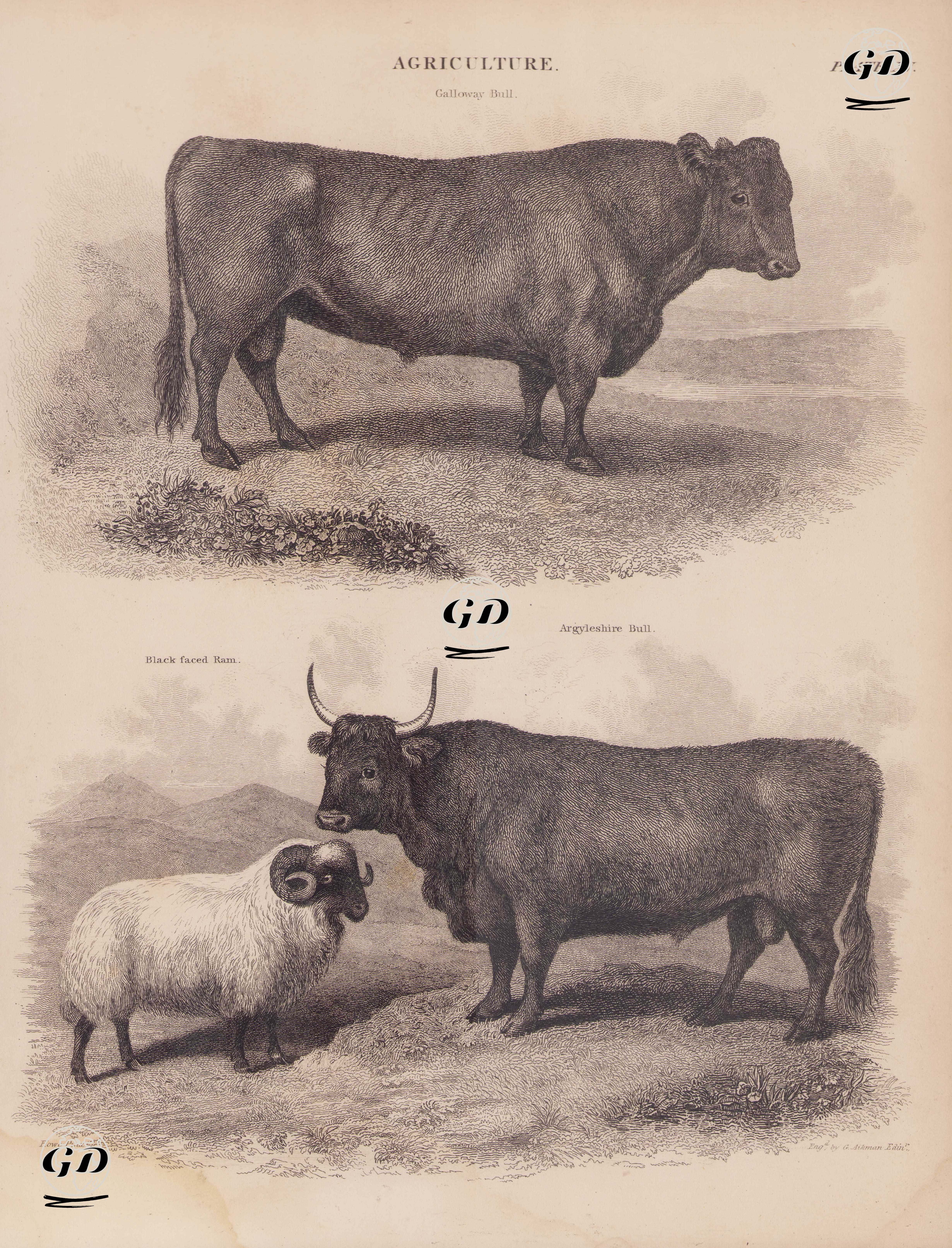 Tarım, (Plate XII)- Galloway Sığırı, Siyah Yüzlü Koç, Argyleshire Boğası - James Howe (1780-1836)-Andrew Bell (1726–1809) - 1860