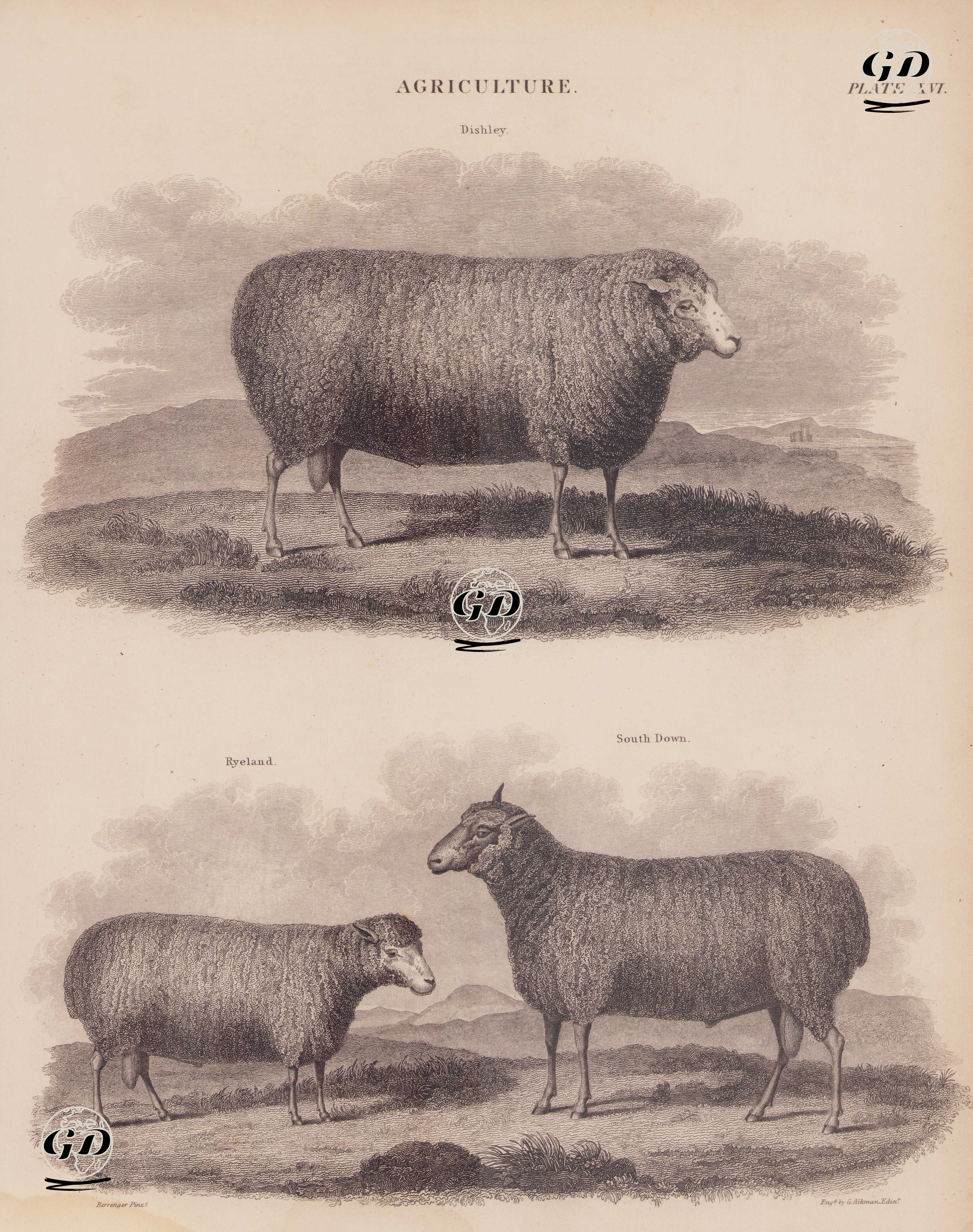 Tarım, (Plate XII)- Dishley Leicester Koyunu, Ryeland Koyunu, South Down Koyunu - James Barenger (1780-1831)-Andrew Bell (1726–1809) - 1860