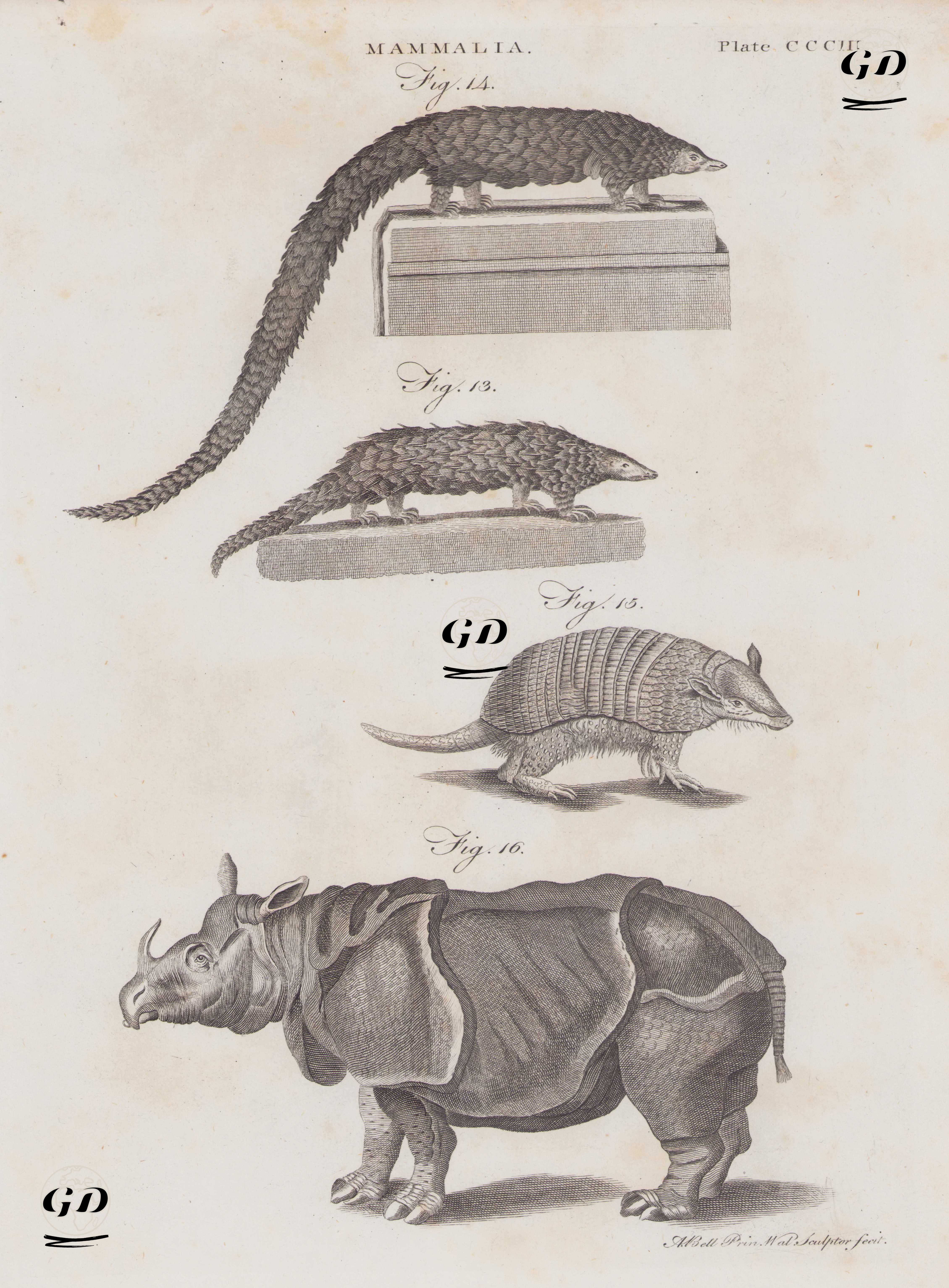 Mammalia (Plate CCCIII)- Long-tailed Pangolin (Phataginus Tetradactyla), Chinese Pangolin (Manis Pentadactyla), Six-banded Armadillo (Euphractus Sexcinctus), Indian rhinoceros (Greater One-Horned Rhino) - Andrew Bell (1726–1809) - 1817