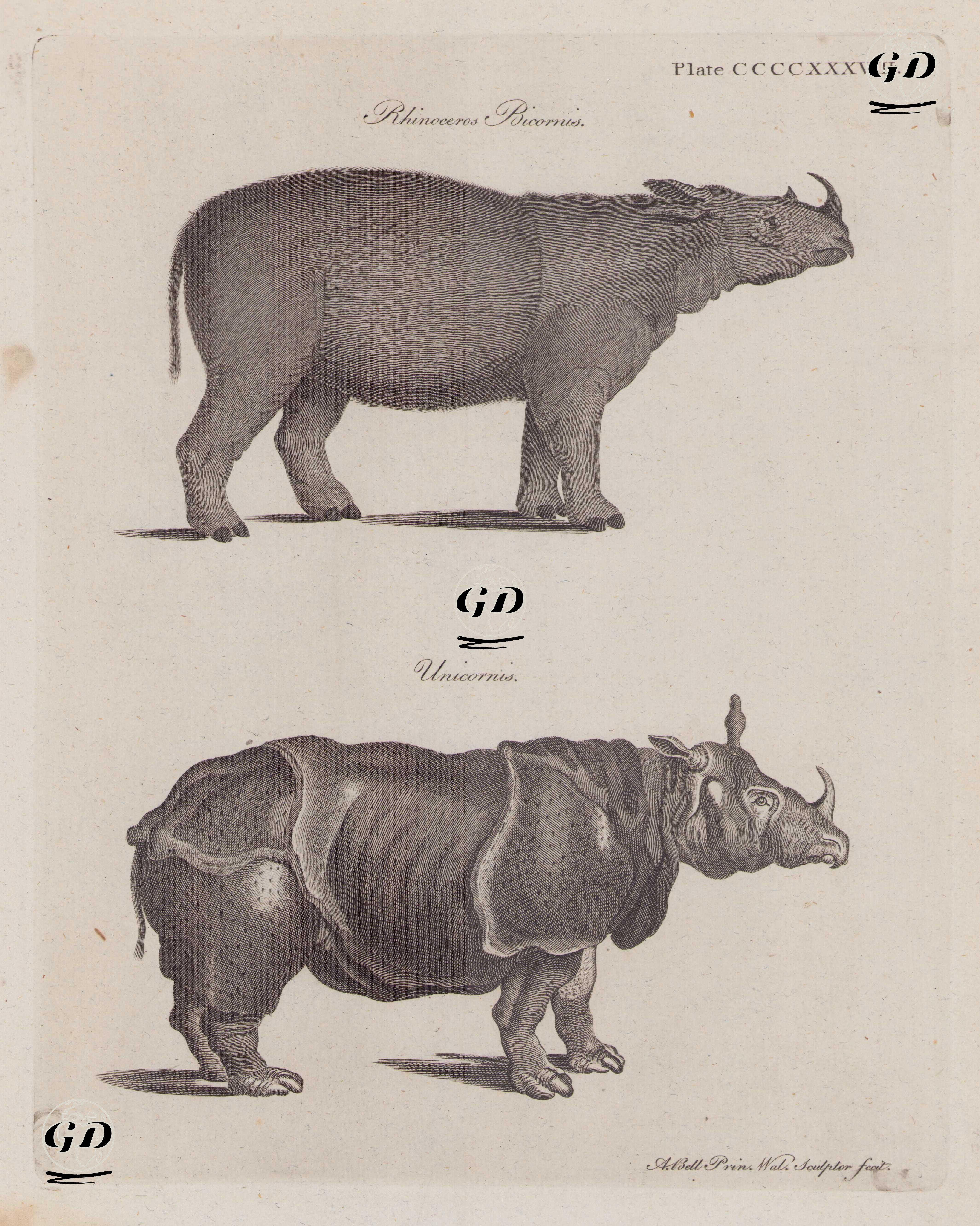 Rhinoceros Bicornis (Sumatran Rhino)- Unicornis (Indian Rhino) (Plate CCCCXXXVIII.) - Andrew Bell (1726–1809) - 1797
