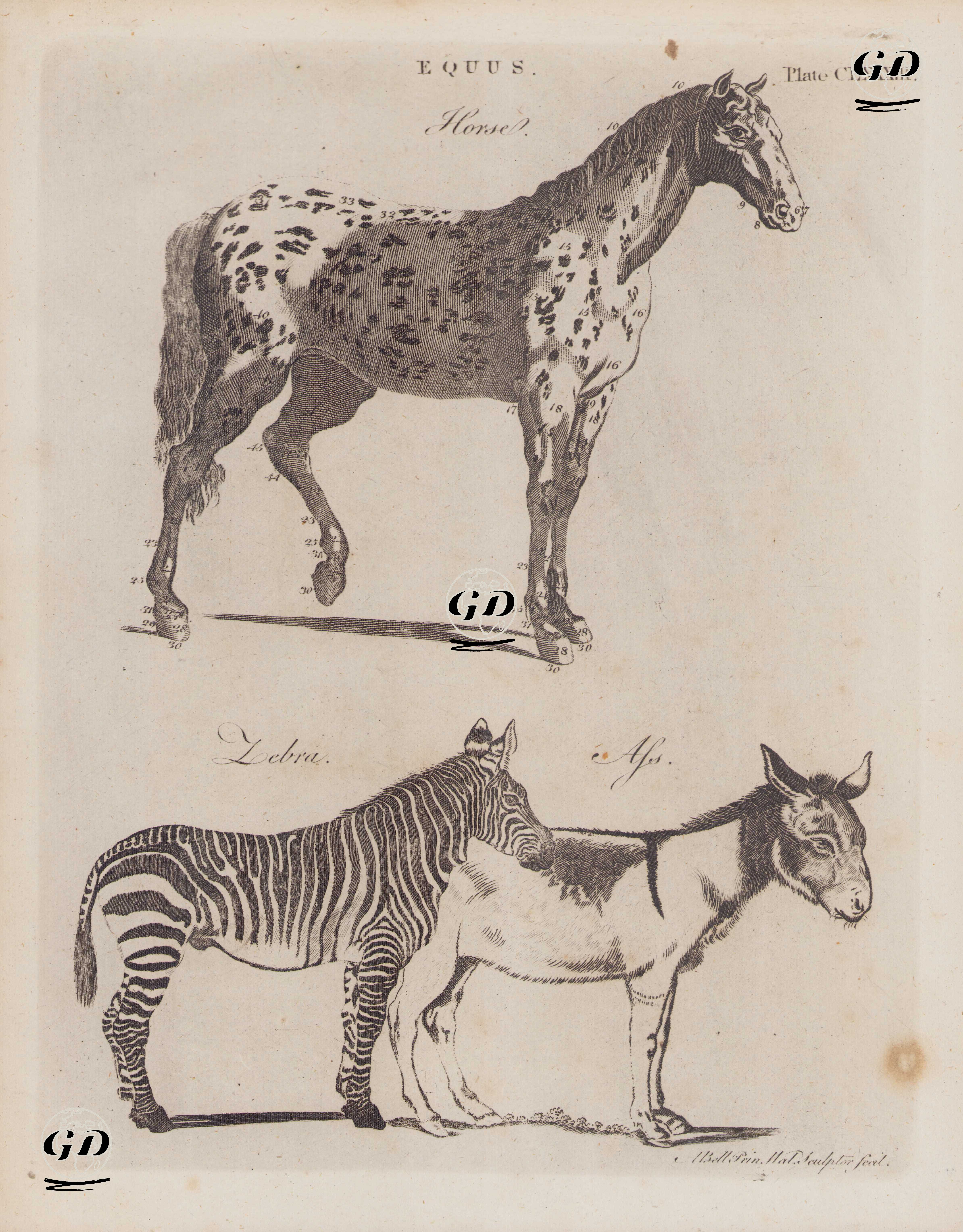 Equus- Horse, Zebra, Afs (Plate CLXXXIII.) - Andrew Bell (1726–1809) - 1798