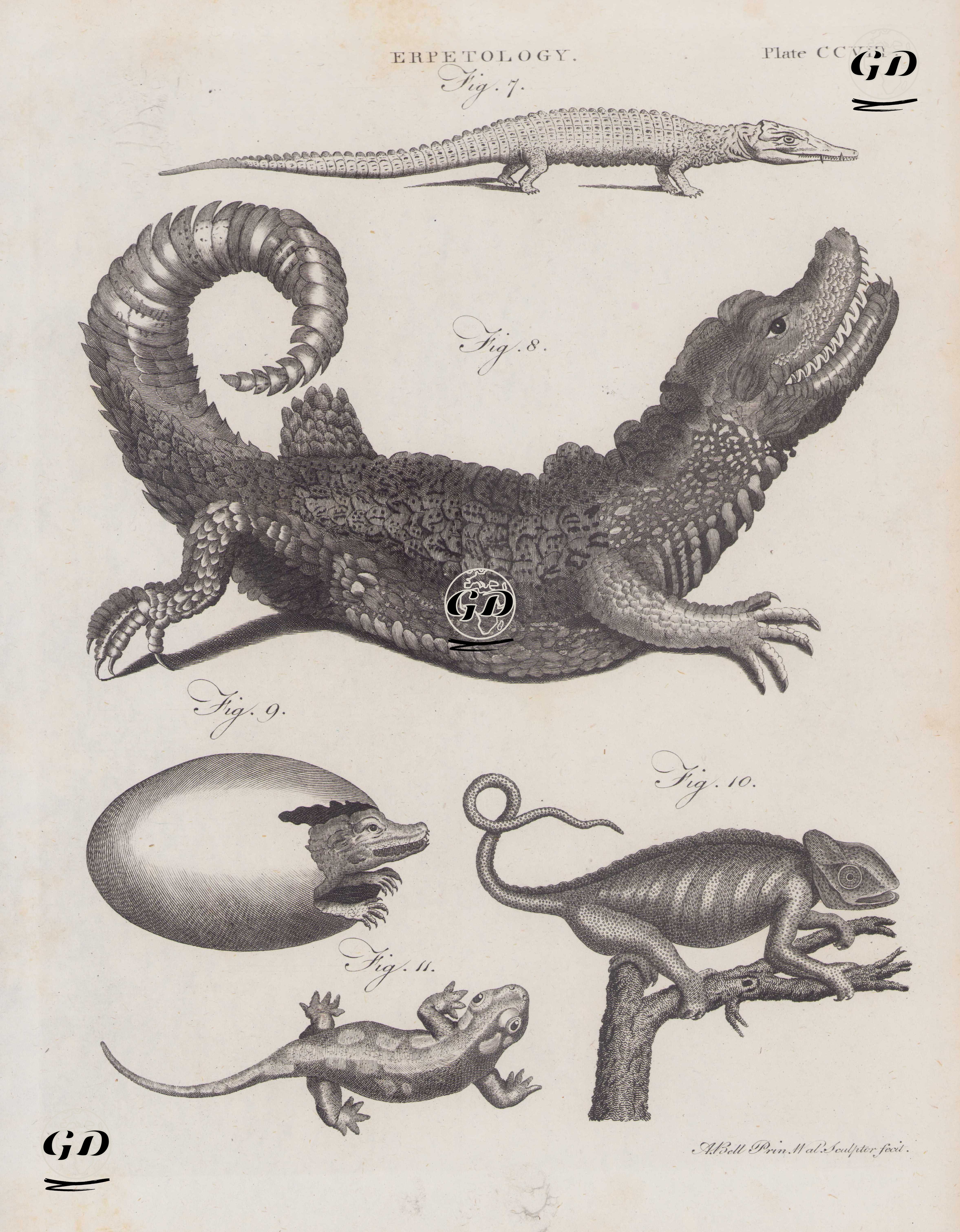 Herpetoloji; Timsahlar, Kertenkeleler, İguanalar (Plate CCVIII.) - Andrew Bell (1726–1809) - 1796