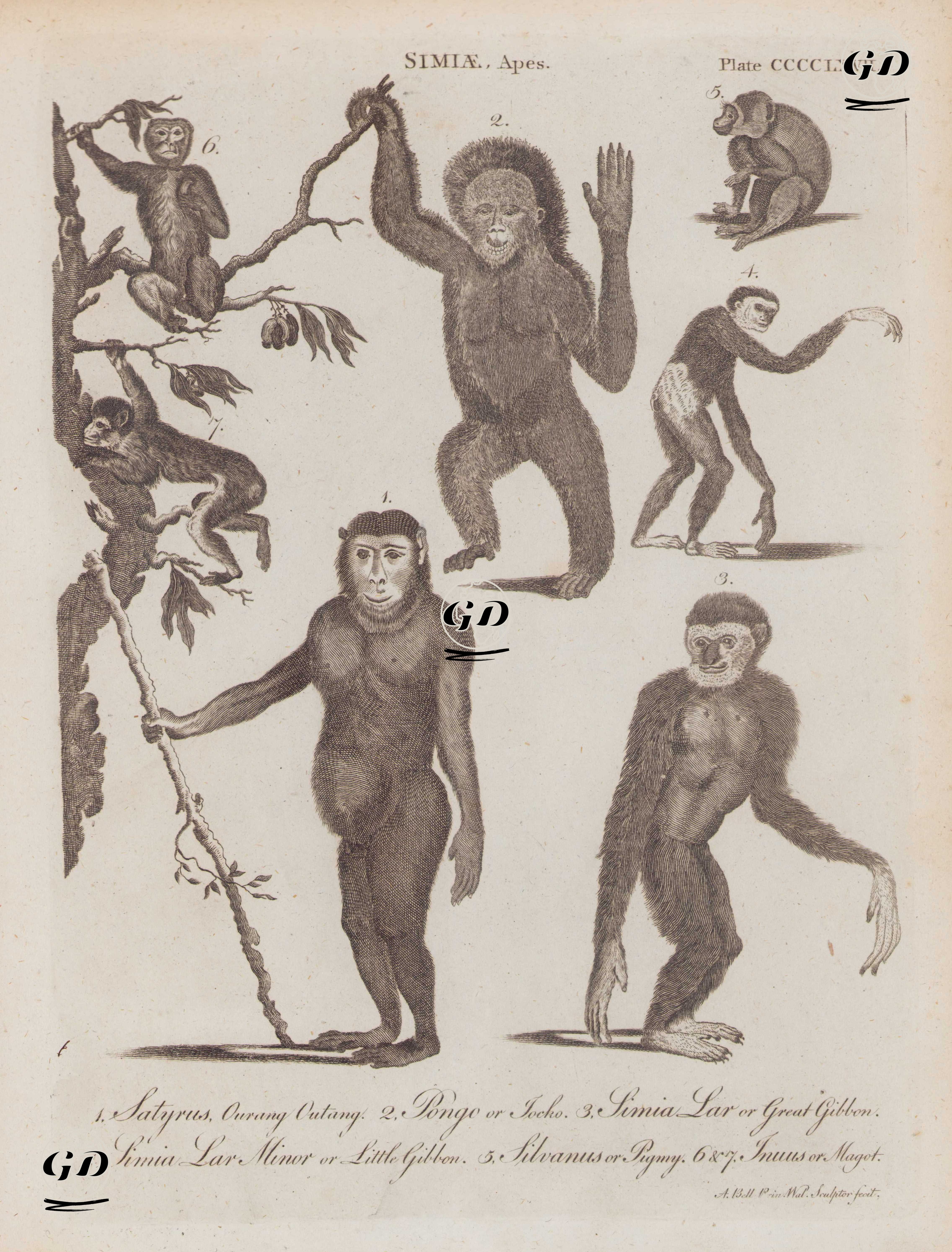 Simiae, Apes, Plate (CCCCLXVII)- 1.Satyrus, Ourang Outang 2.Pongo or Jocko 3.Simia Lar or Great Gibbon 4.Simia Lar Minor or Little Gibbon 5.Silvanus or Pigmy 6. and 7.Jurus or Magot - Andrew Bell (1726–1809) - 1797