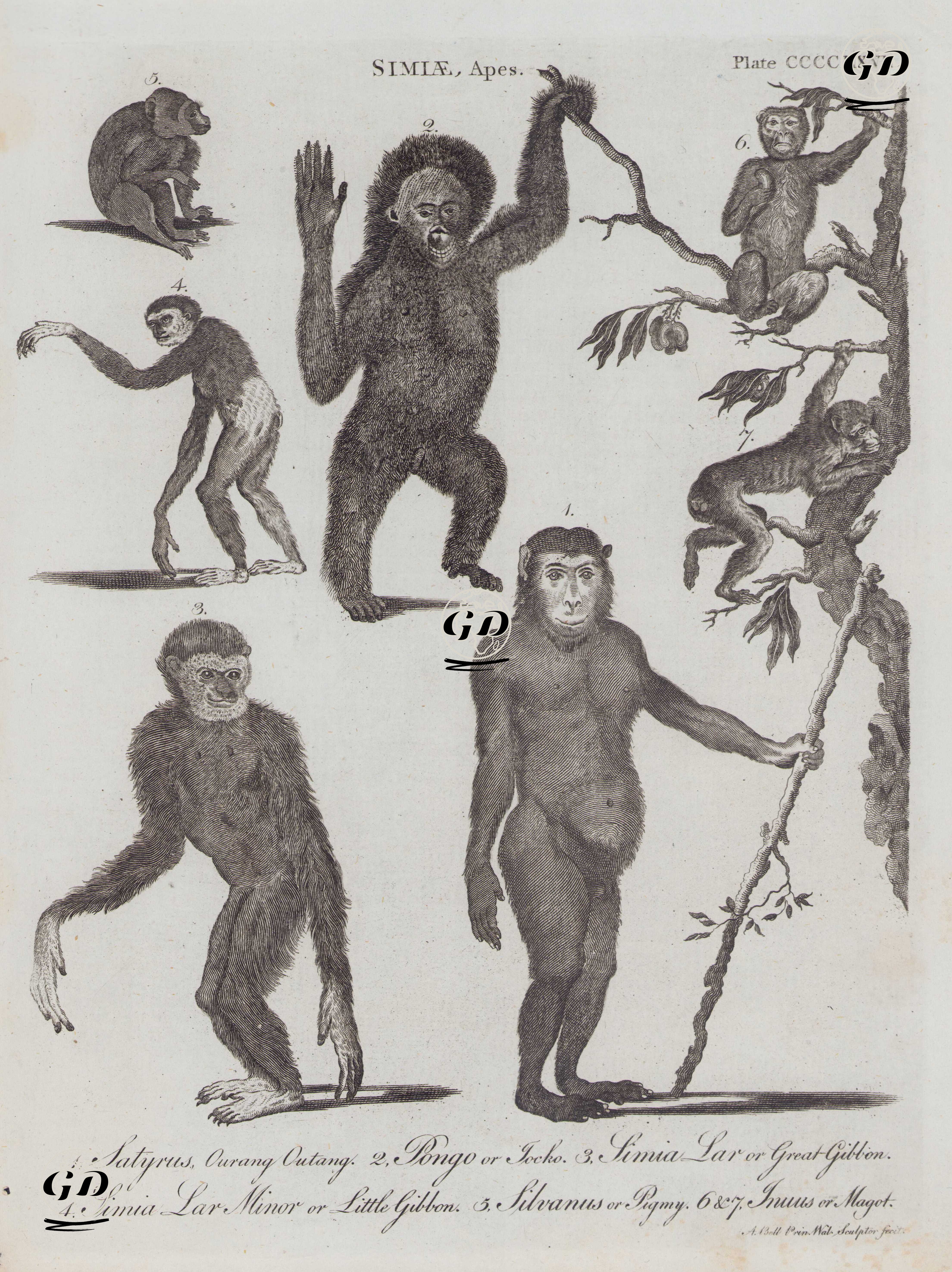 Simiae, Apes, Plate (CCCCLXVII)- 1.Satyrus, Ourang Outang 2.Pongo or Jocko 3.Simia Lar or Great Gibbon 4.Simia Lar Minor or Little Gibbon 5.Silvanus or Pigmy 6. and 7.Jurus or Magot - Andrew Bell (1726–1809) - 1797