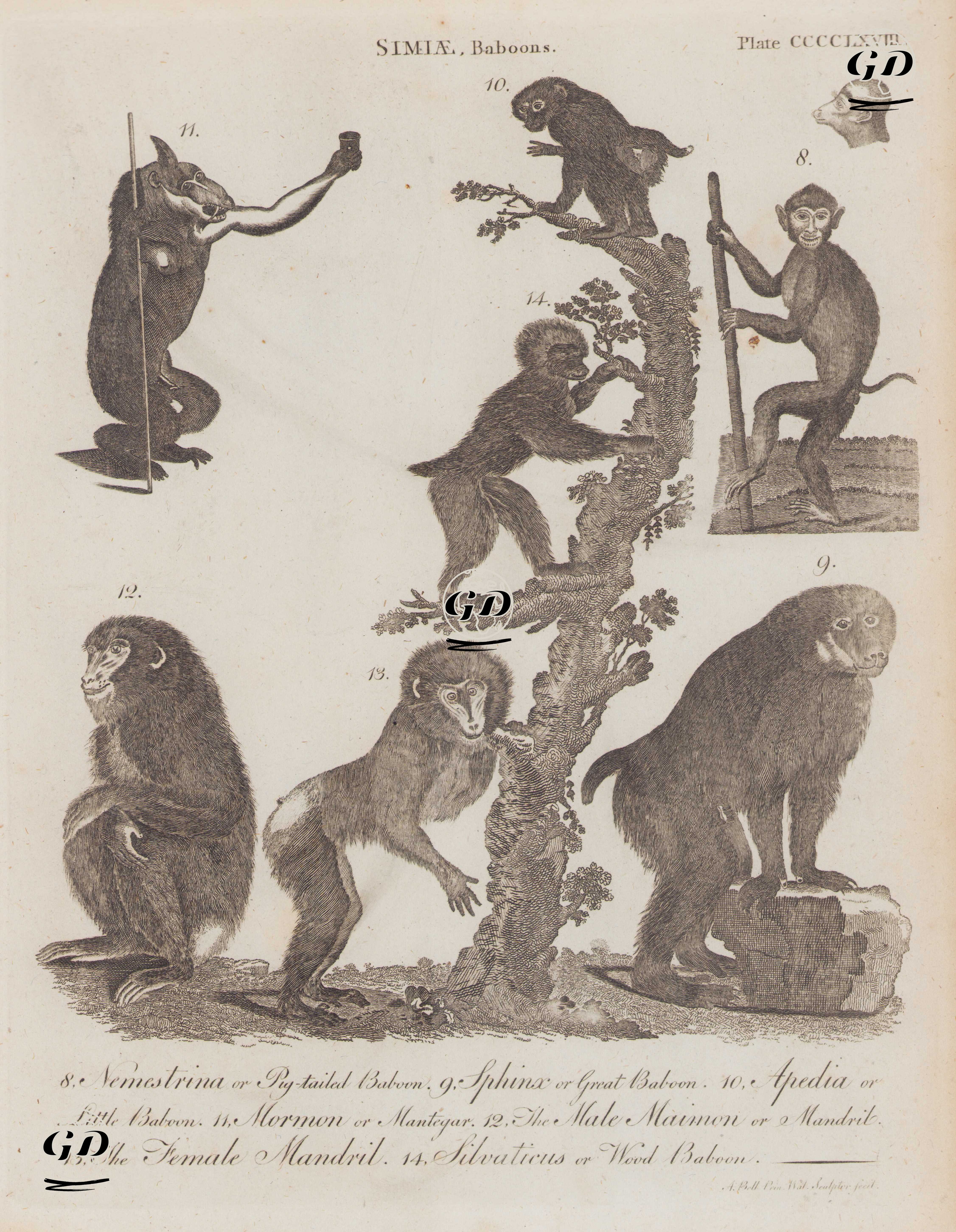 Simiae (Maymun), Babun, Plate (CCCCLXVIII)-8.Büyük Kuyruklu Babun 9.Dev Babun 10.Küçük Babun 11.Mormon 12.Erkek Maimon veya Mandril 13.Dişi Mandril 14.Ağaç Babunu - Andrew Bell (1726–1809) - 1797
