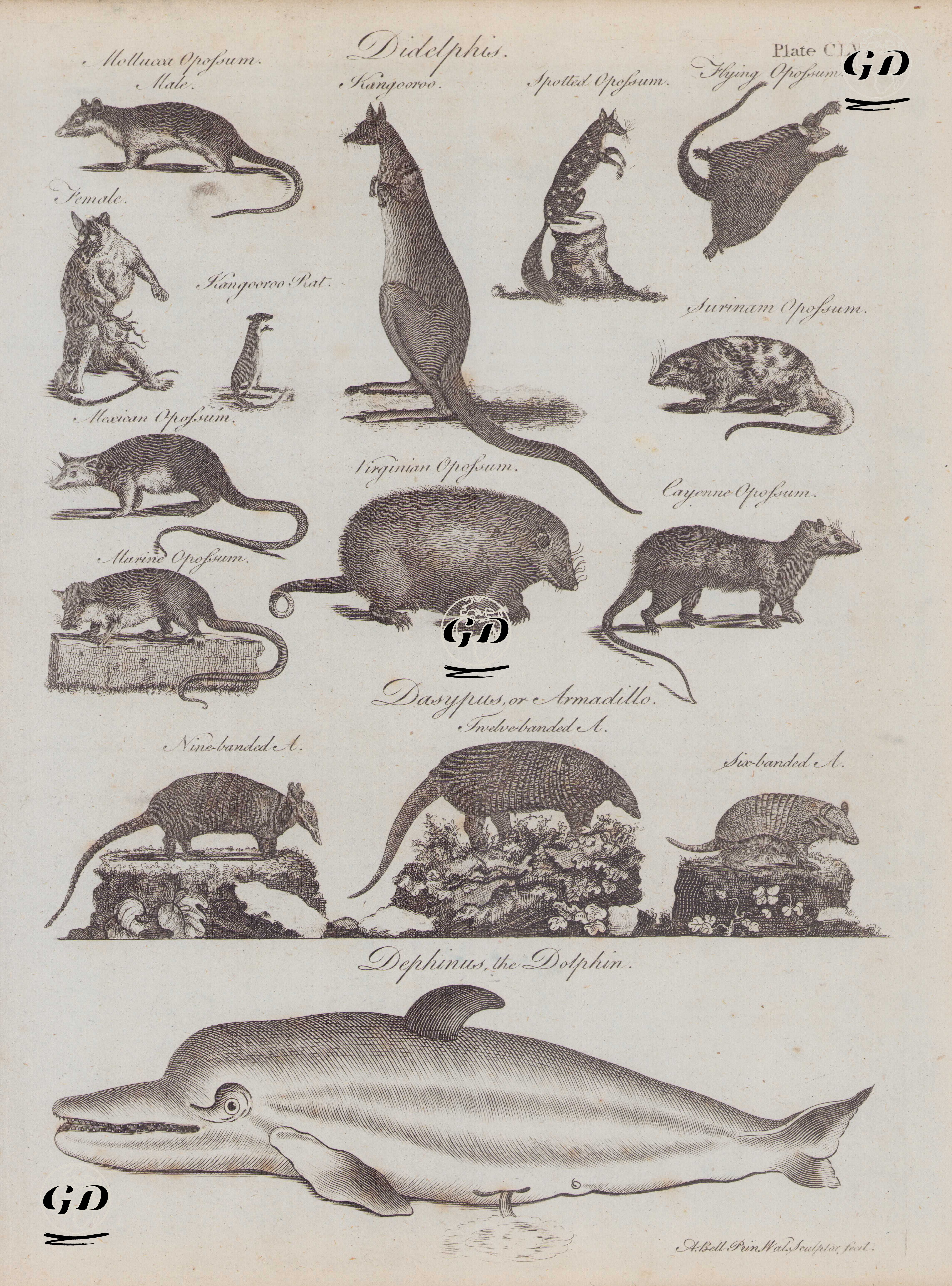Didelphis-Mollusca Opossum (Erkek ve Dişi), Kanguru, Kanguru Faresi, Benekli Opossum, Uçan Opossum, Surinam Opossum, Meksika Opossum, Virginya Opossum, Cayenne Opossum- Dasypus or Armadillo- Dokuz Bantlı Armadillo, Beş Bantlı Armadillo, Altı Bantlı Armadillo-Dephinus, Yunus (Plate CLV)
 - Andrew Bell (1726–1809) - 1780
