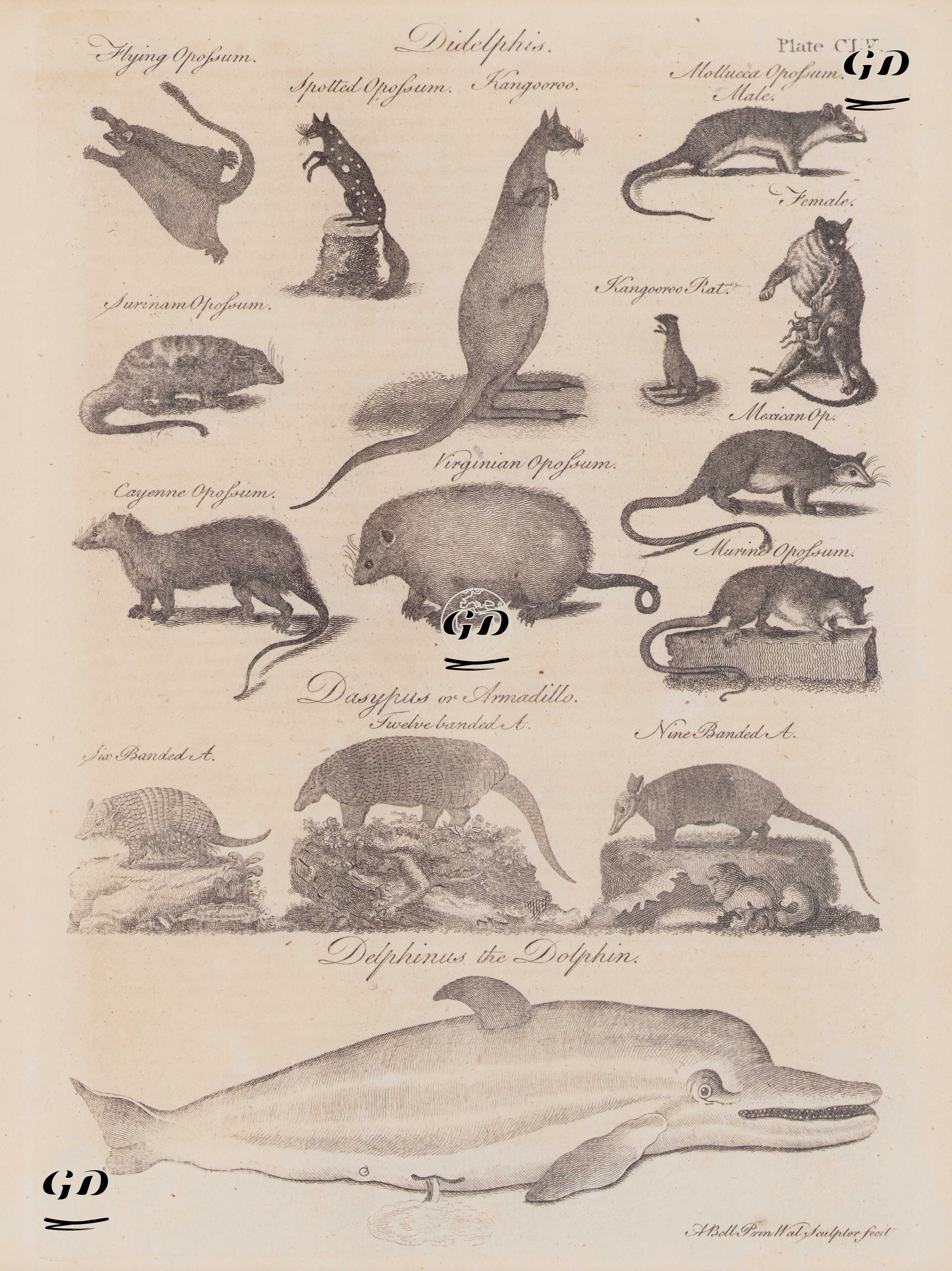 Didelphis-Mollusca Opossum (Erkek ve Dişi), Kanguru, Kanguru Faresi, Benekli Opossum, Uçan Opossum, Surinam Opossum, Meksika Opossum, Virginya Opossum, Cayenne Opossum- Dasypus or Armadillo- Dokuz Bantlı Armadillo, Beş Bantlı Armadillo, Altı Bantlı Armadillo-Dephinus, Yunus (Plate CLV)
 - Andrew Bell (1726–1809) - 1780