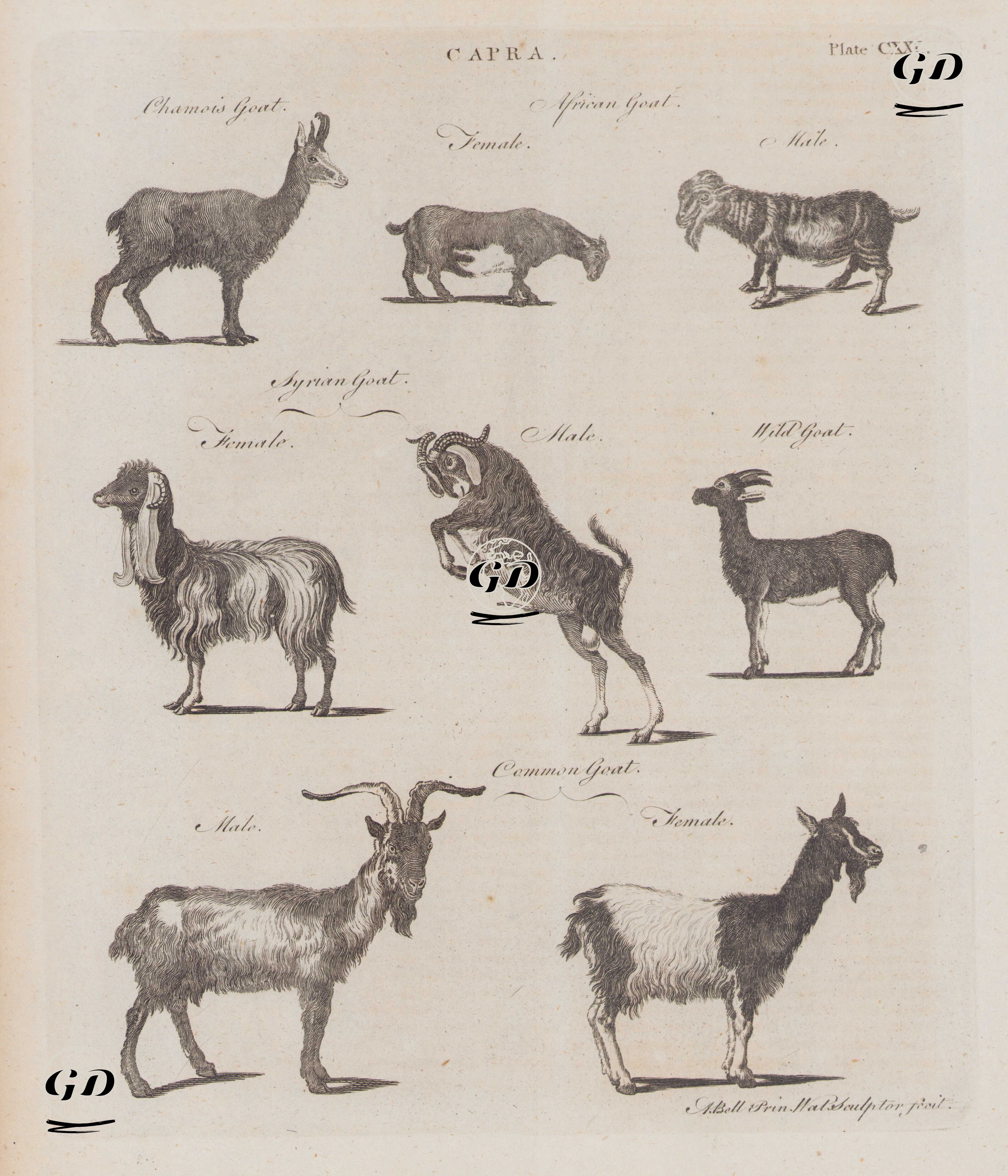 Capra (Keçiler), (Plate CXXI)- Dağ Keçisi, Afrika Keçisi (Dişi Ve Erkek), Damaskus Keçisi (Halep Keçisi, Şam Keçisi, Suriye Keçisi) (Dişi Ve Erkek), Yabani Keçi, Evcil Keçi (Dişi Ve Erkek) - Andrew Bell (1726–1809) - 1780's