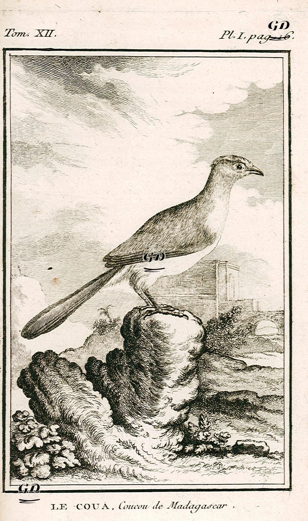 Le Coua, Coucou De Madagascar (Giant Coua-Coua Gigas) (Tom.VII. Plate I. Page 16)  - Georges Buffon (1707-1788) - 1780