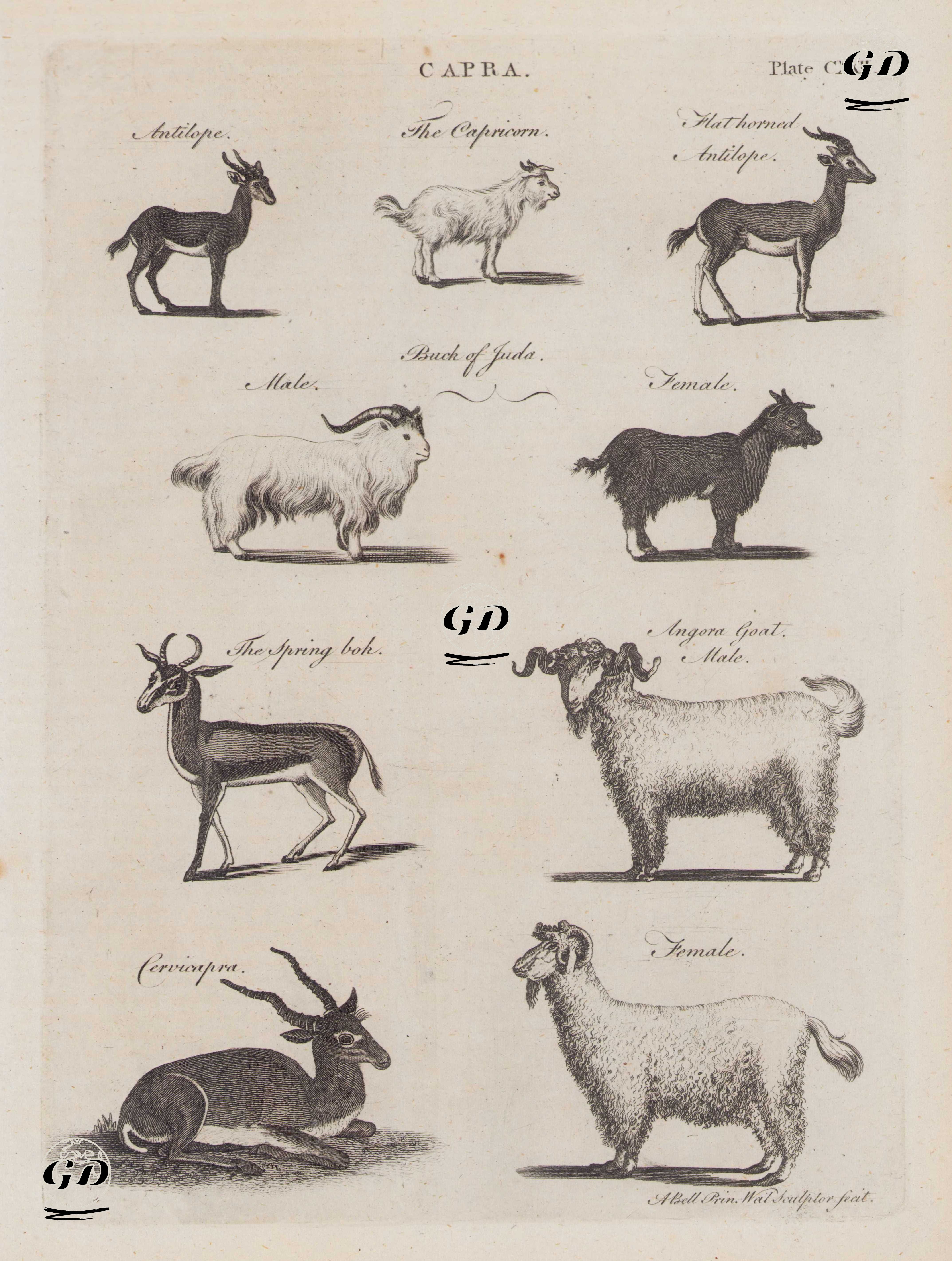 Capra,(Plate CXXII)- Antilop, Oğlak, Düz Boynuzlu Antilop, Judas Keçisi (Dişi ve Erkek), Keseli Antilop, Ankara Keçisi (Dişi ve Erkek), Kara Antilop - Andrew Bell (1726–1809) - 1780's