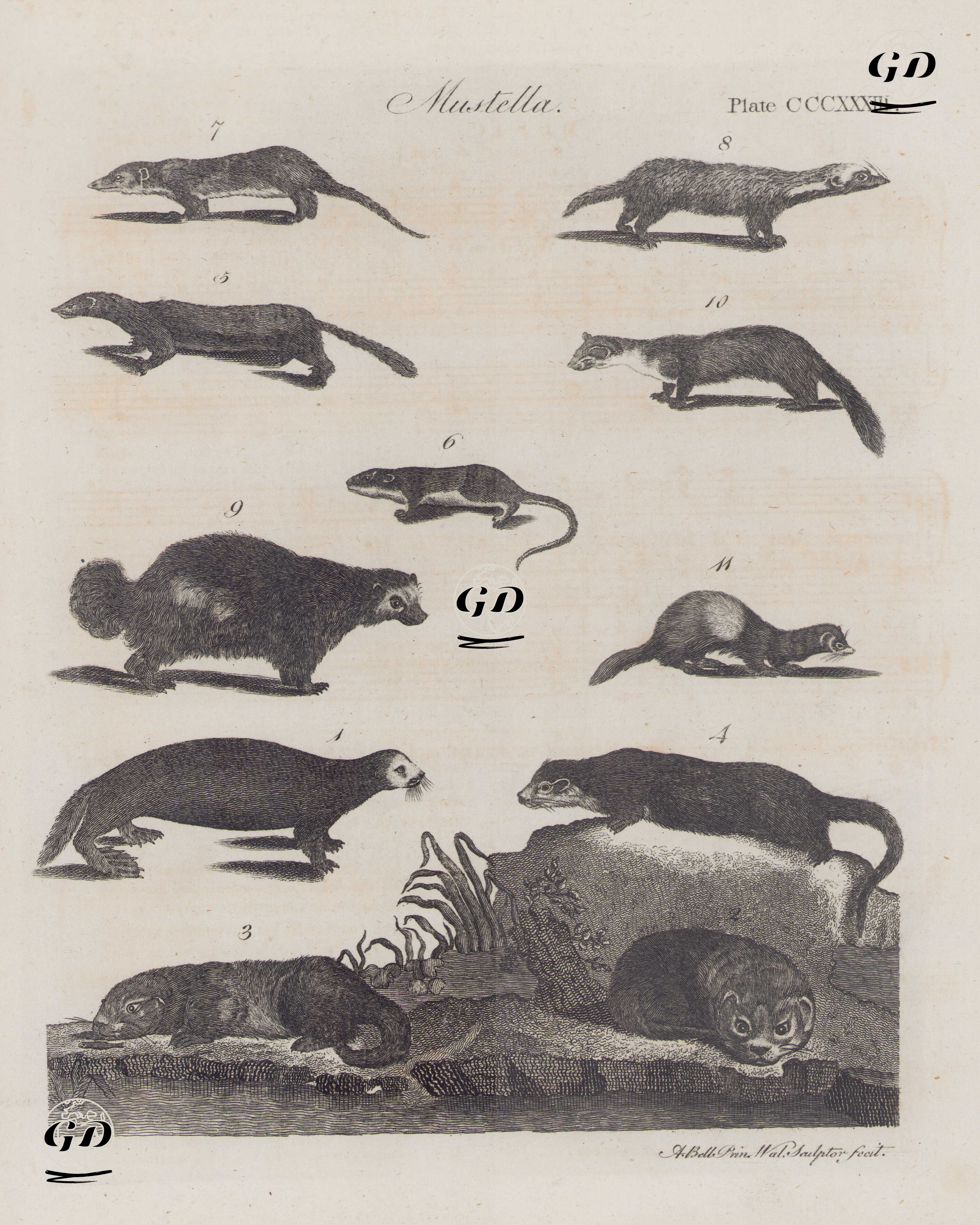 Mustella(Deniz Biyolojisi), Plate (CCCXXXIII)- Su Samurları ve Gelincikler - Andrew Bell (1726–1809) - 1797