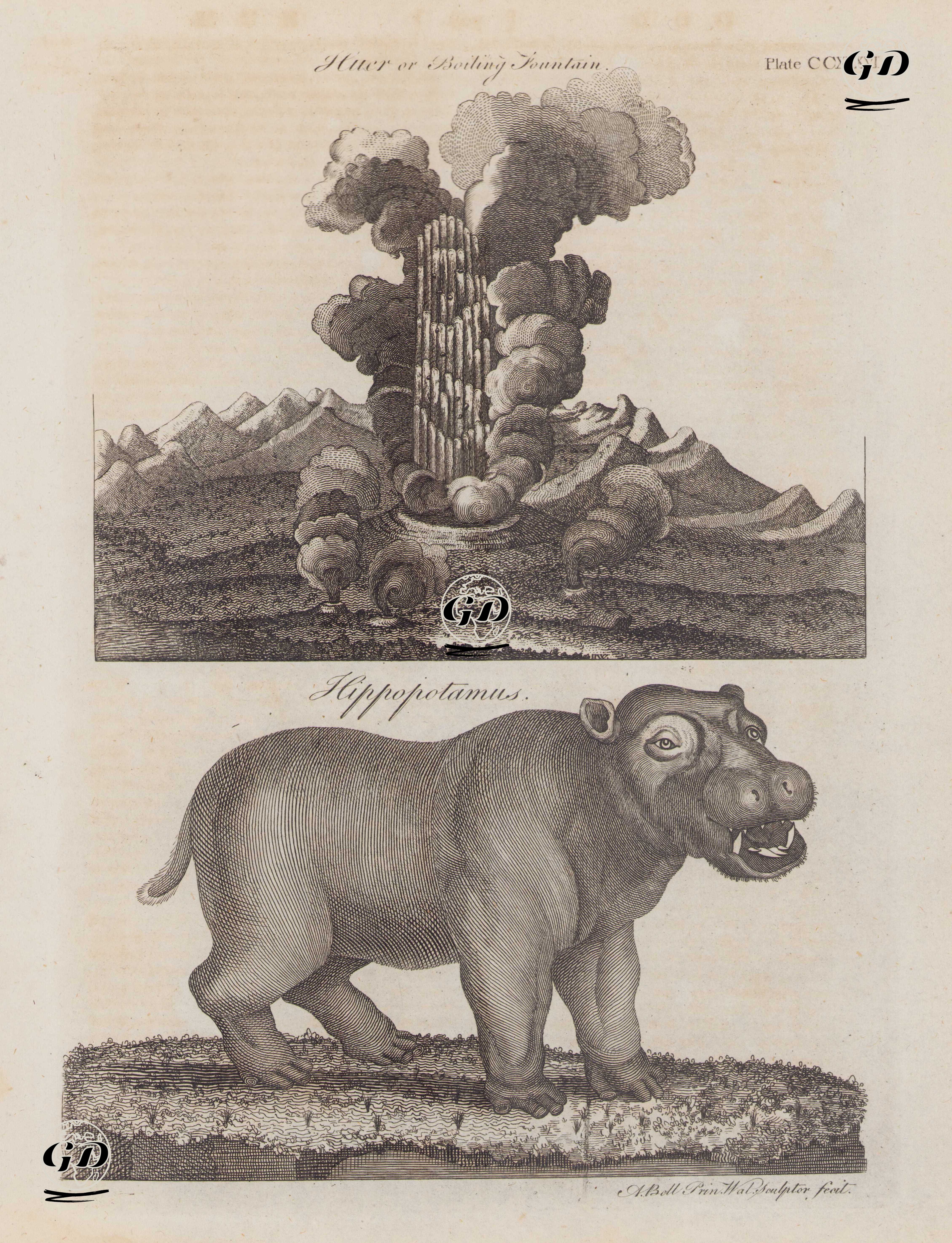 Tunga Huer (Gayzer), İzlanda-Su Aygırı (Plate CCXXXVI) - Andrew Bell (1726–1809) - 1797