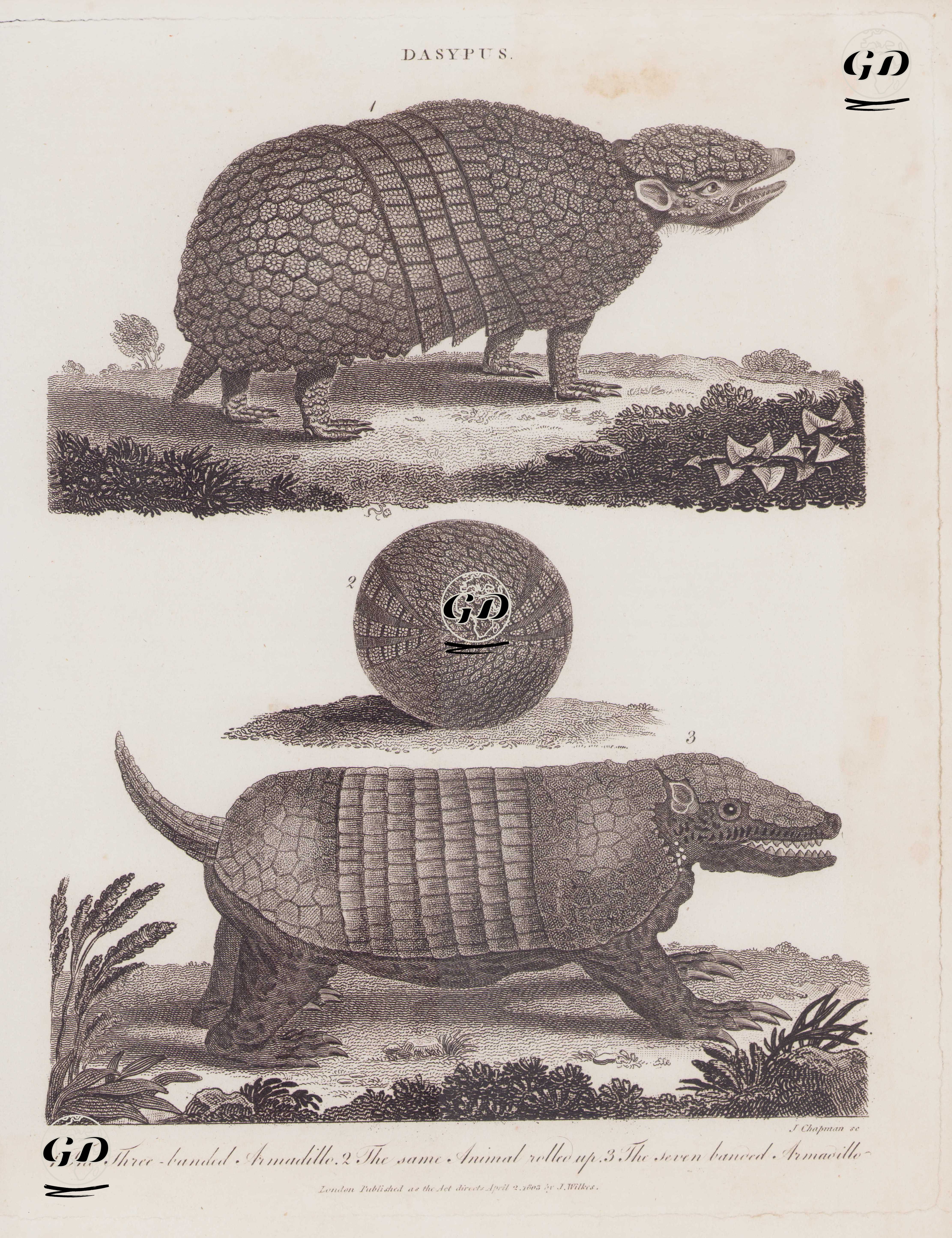 Armadillo-1.Üç Bantlı Armadillo (Tolypeutes Tricinctus) 2.Yuvarlanarak Top Haline Gelmiş Üç Bantlı Armadillo 3.Yedi Bantlı Armadillo (Dasypus Septemcinctus) -  - 1803