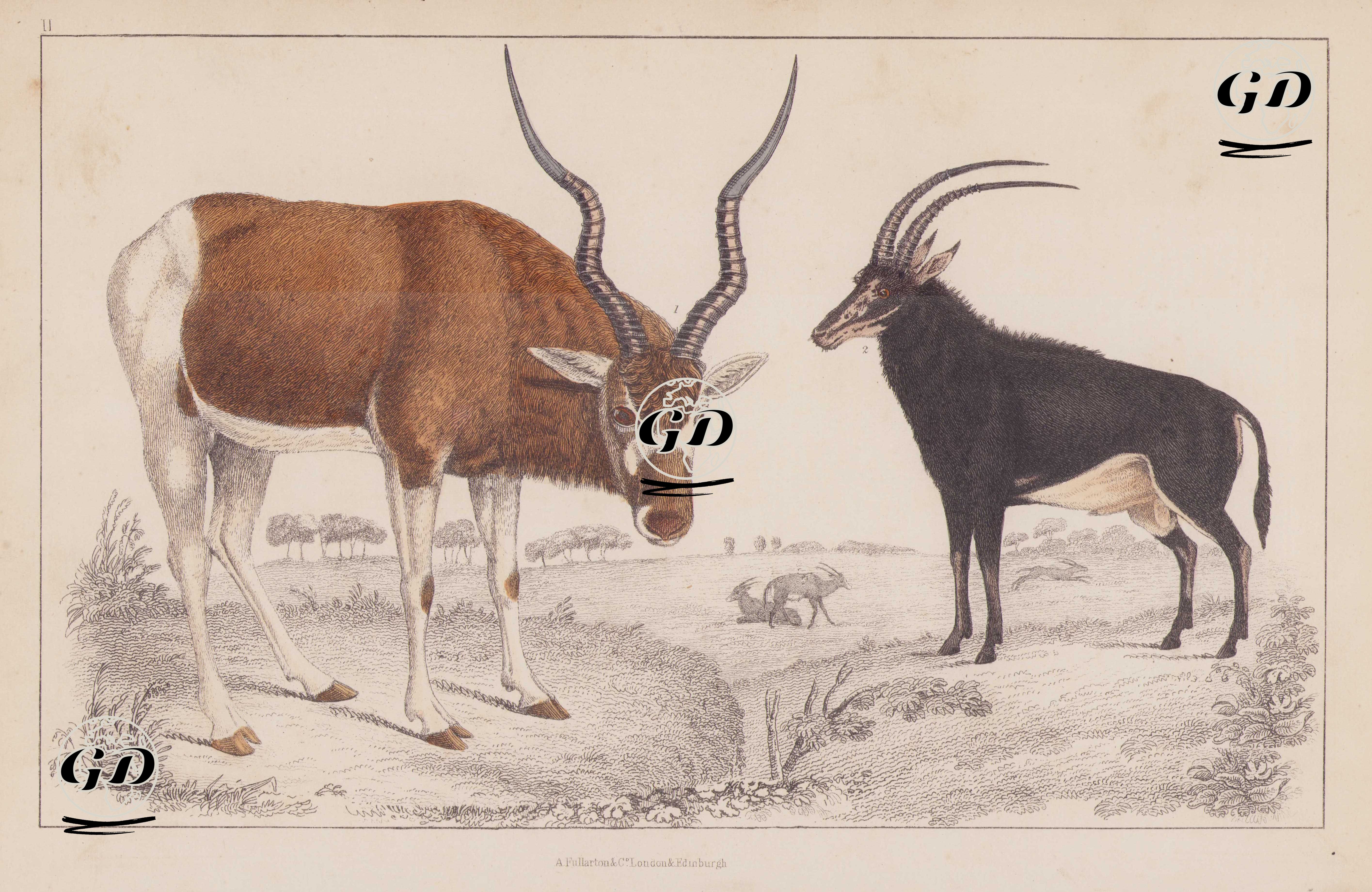 Addax (Beyaz) Antilop (Addax Nasomaculatus) ve Samur Antilobu (Hippotragus Niger) - Oliver Goldsmith (1730-1774) - 1850