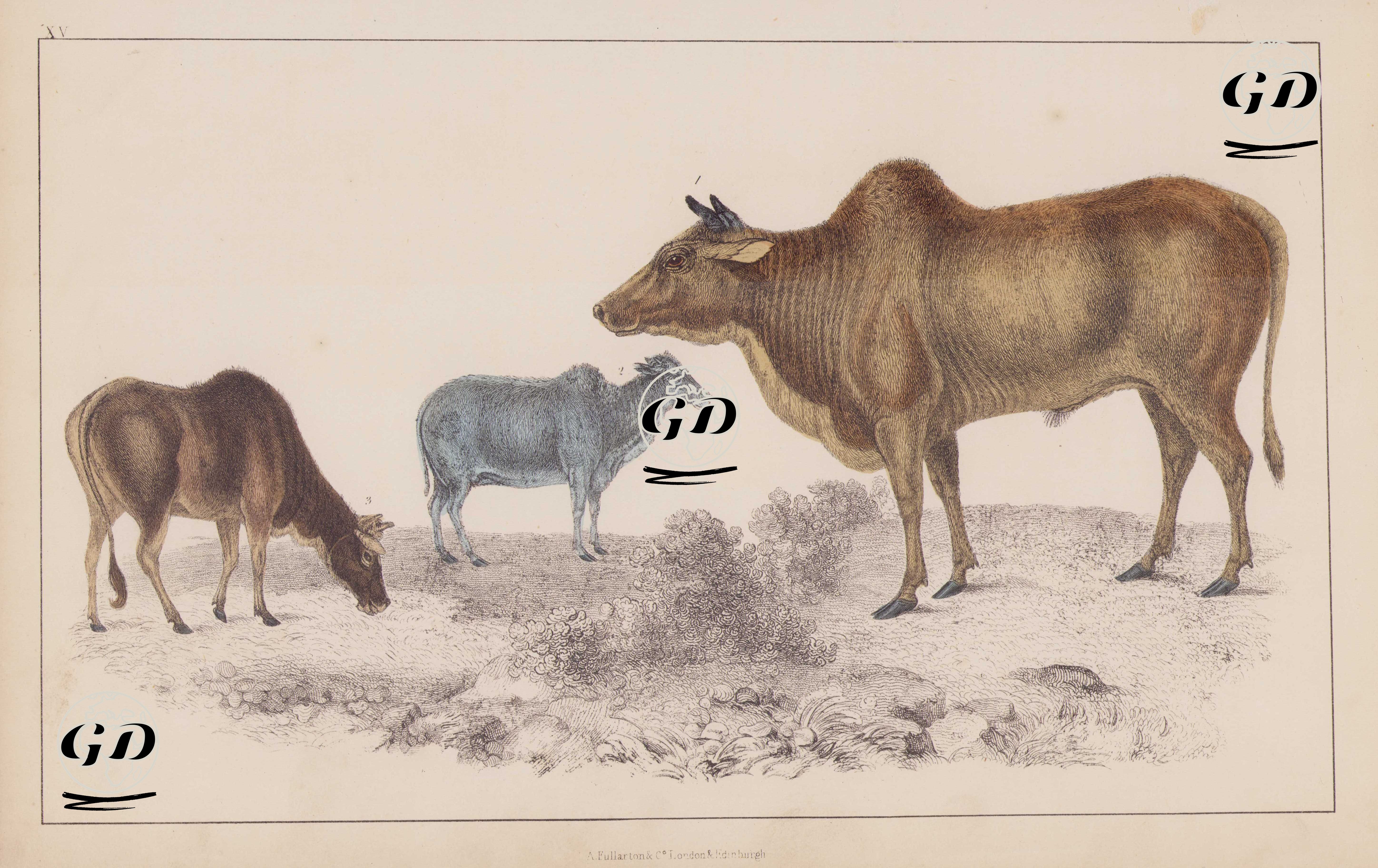 1.Hint Öküzü (Erkek) 2.Hint Öküzü (Dişi) 3.Yavru Hint Öküzü - Oliver Goldsmith (1730-1774) - 1850